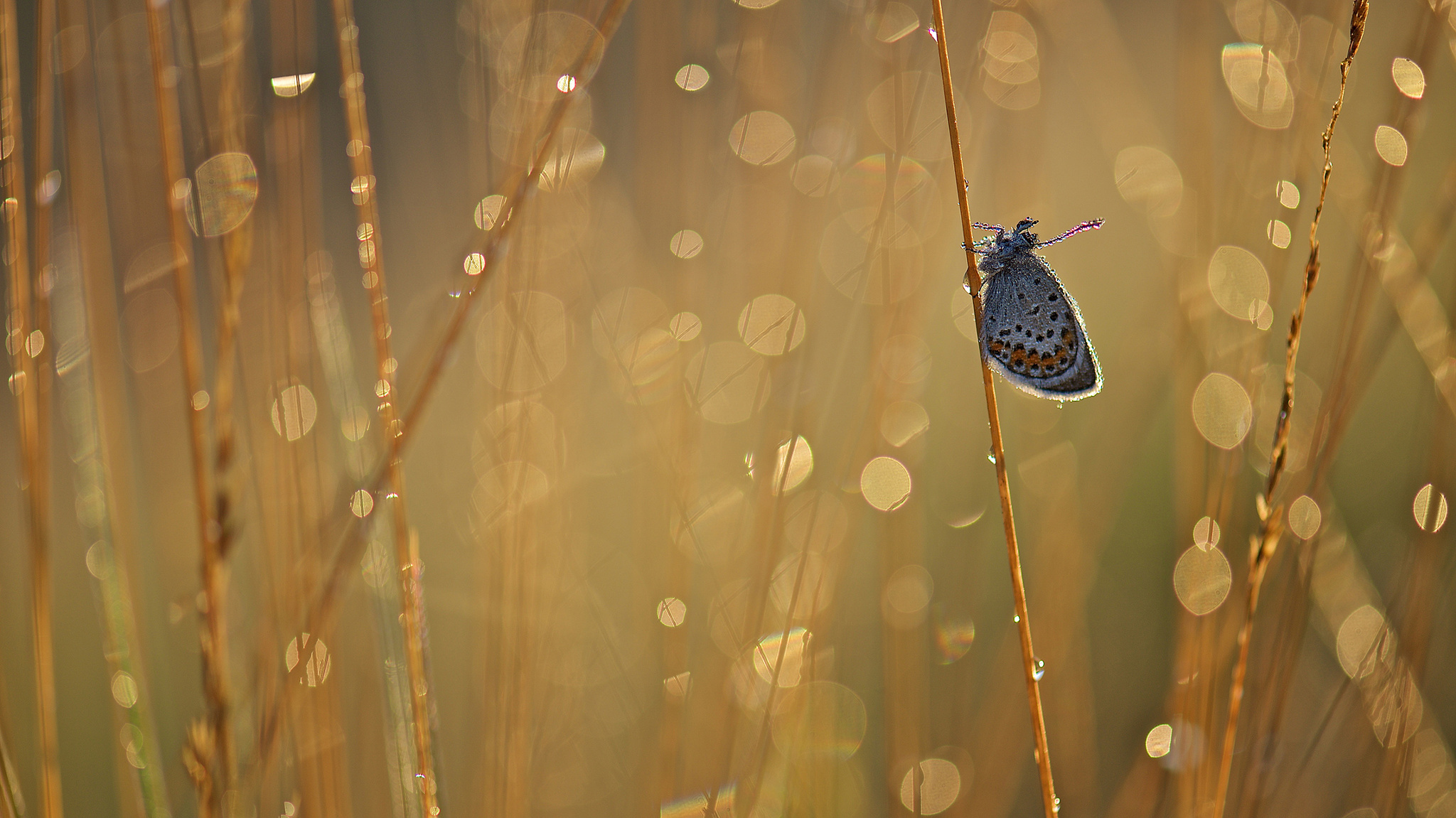 heideblauwtje-met-tegenlicht