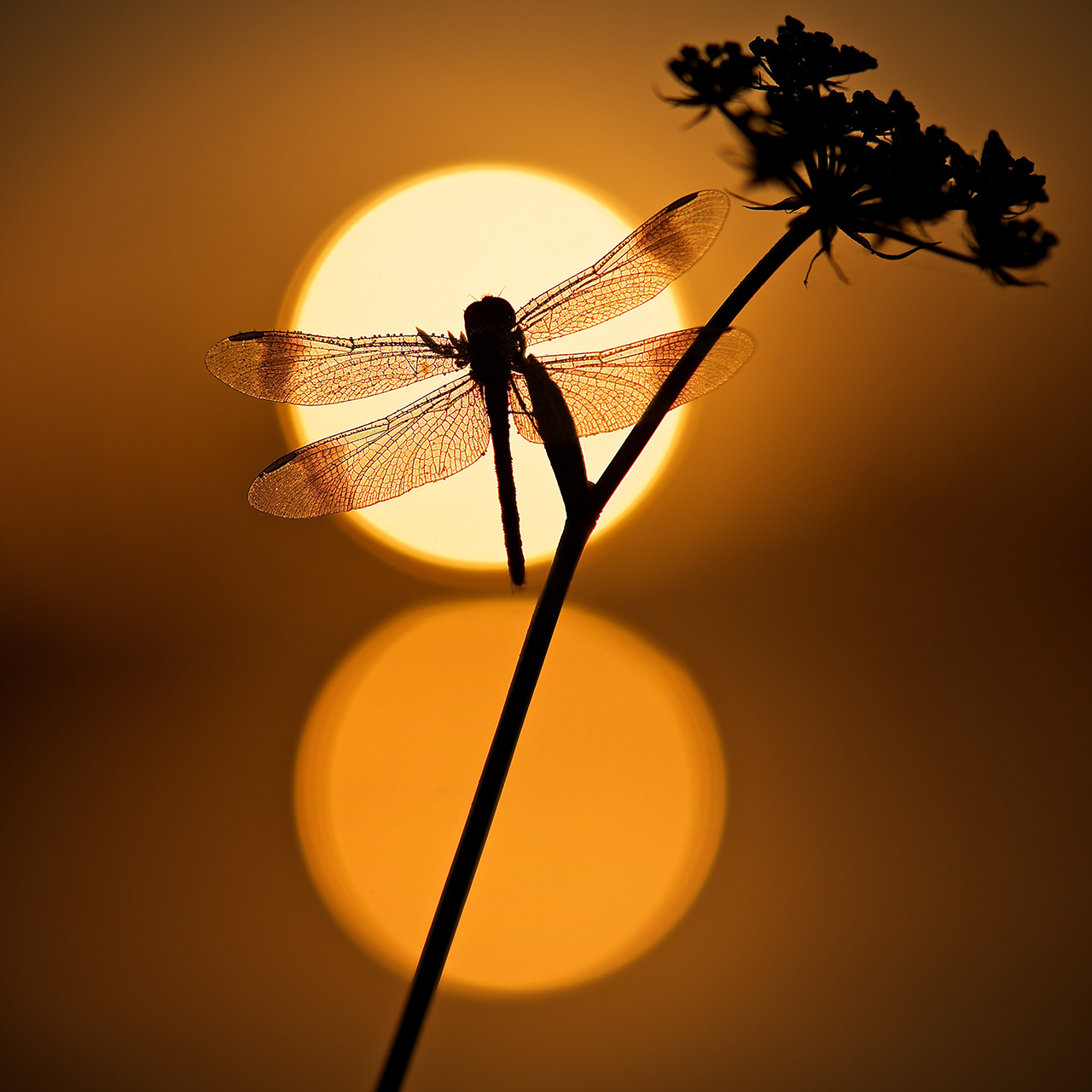 bandheidelibel-met-tegenlicht
