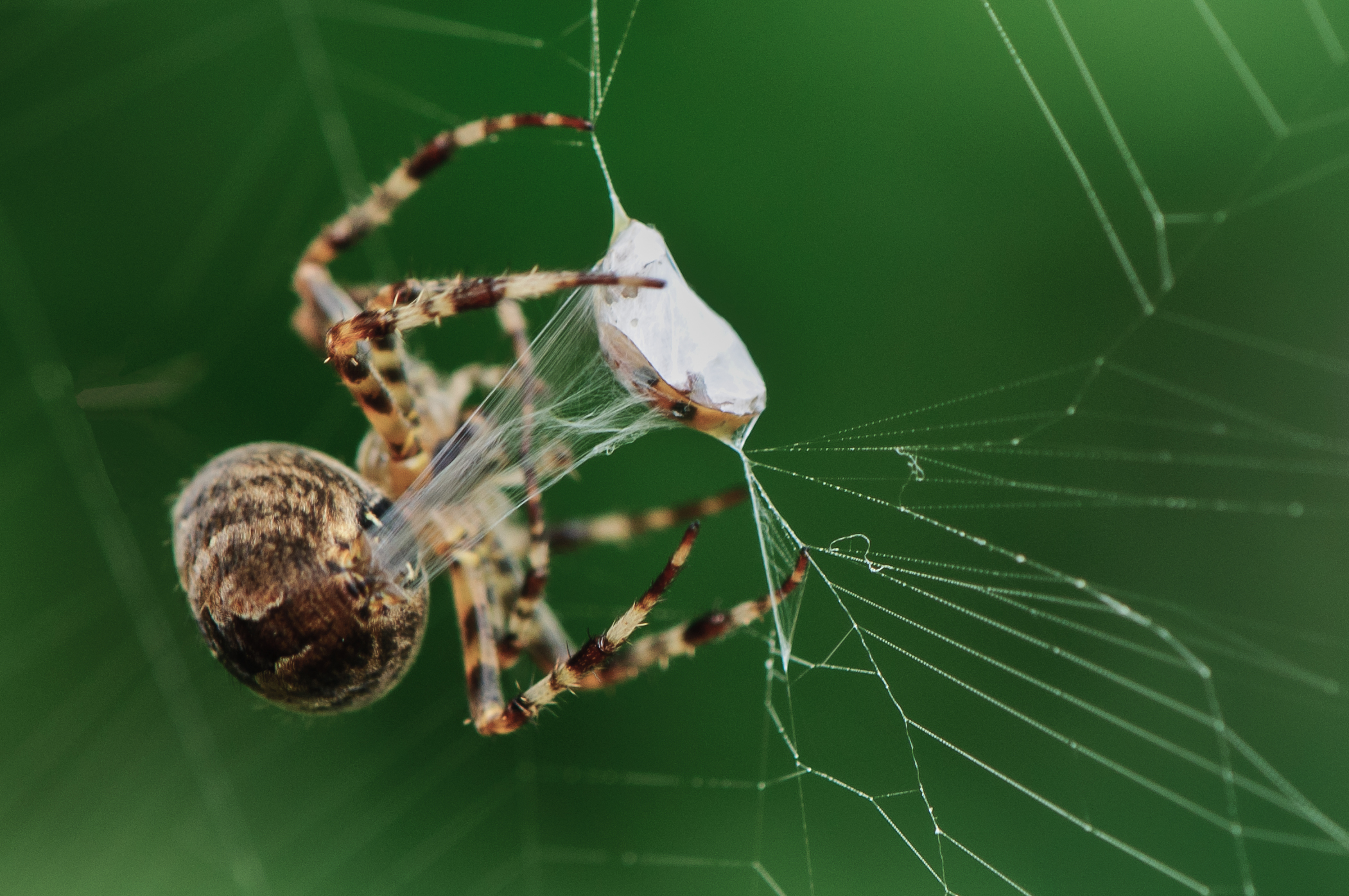 spin-aanval-close-up