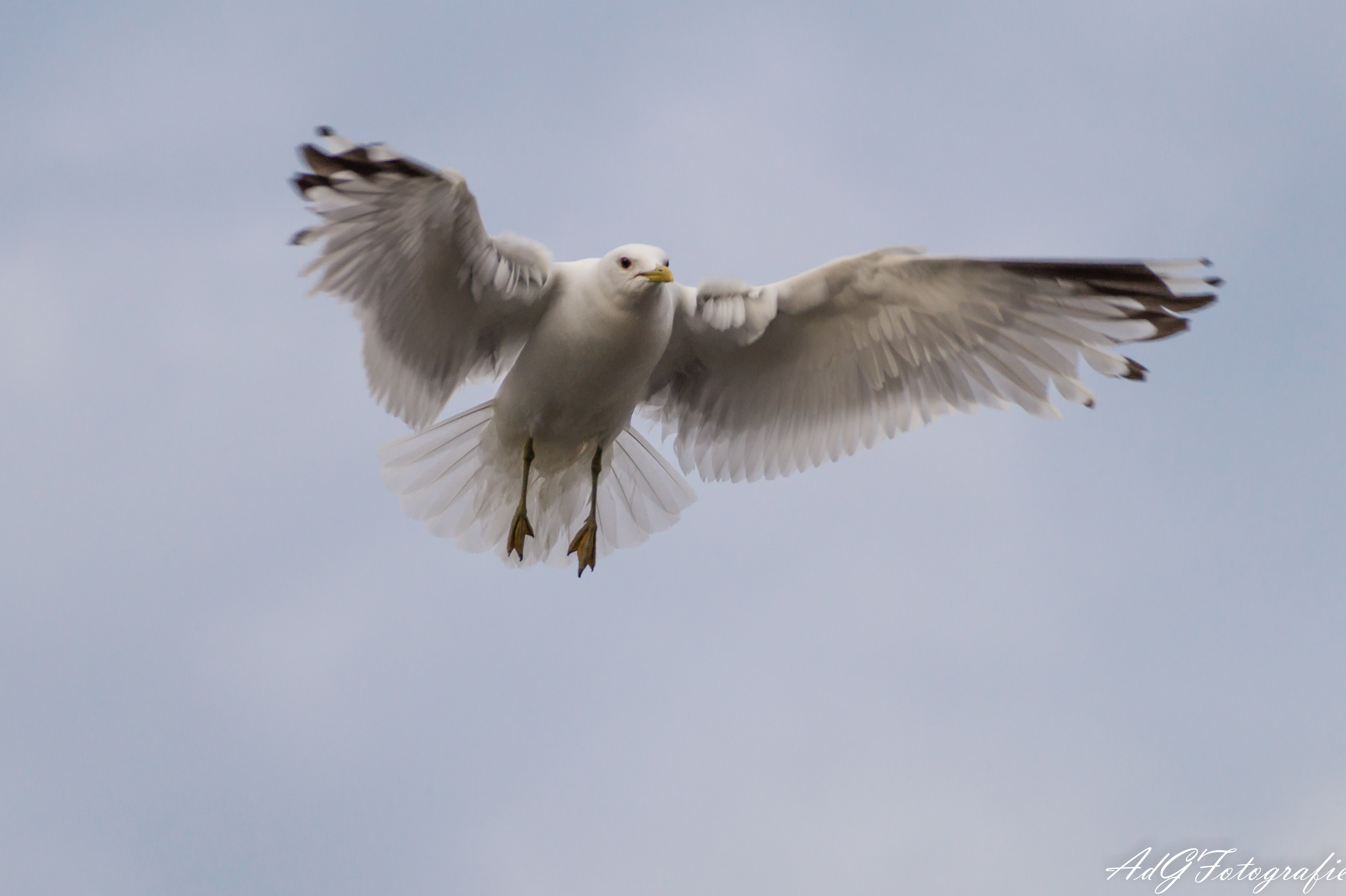 de-landing-wordt-ingezet