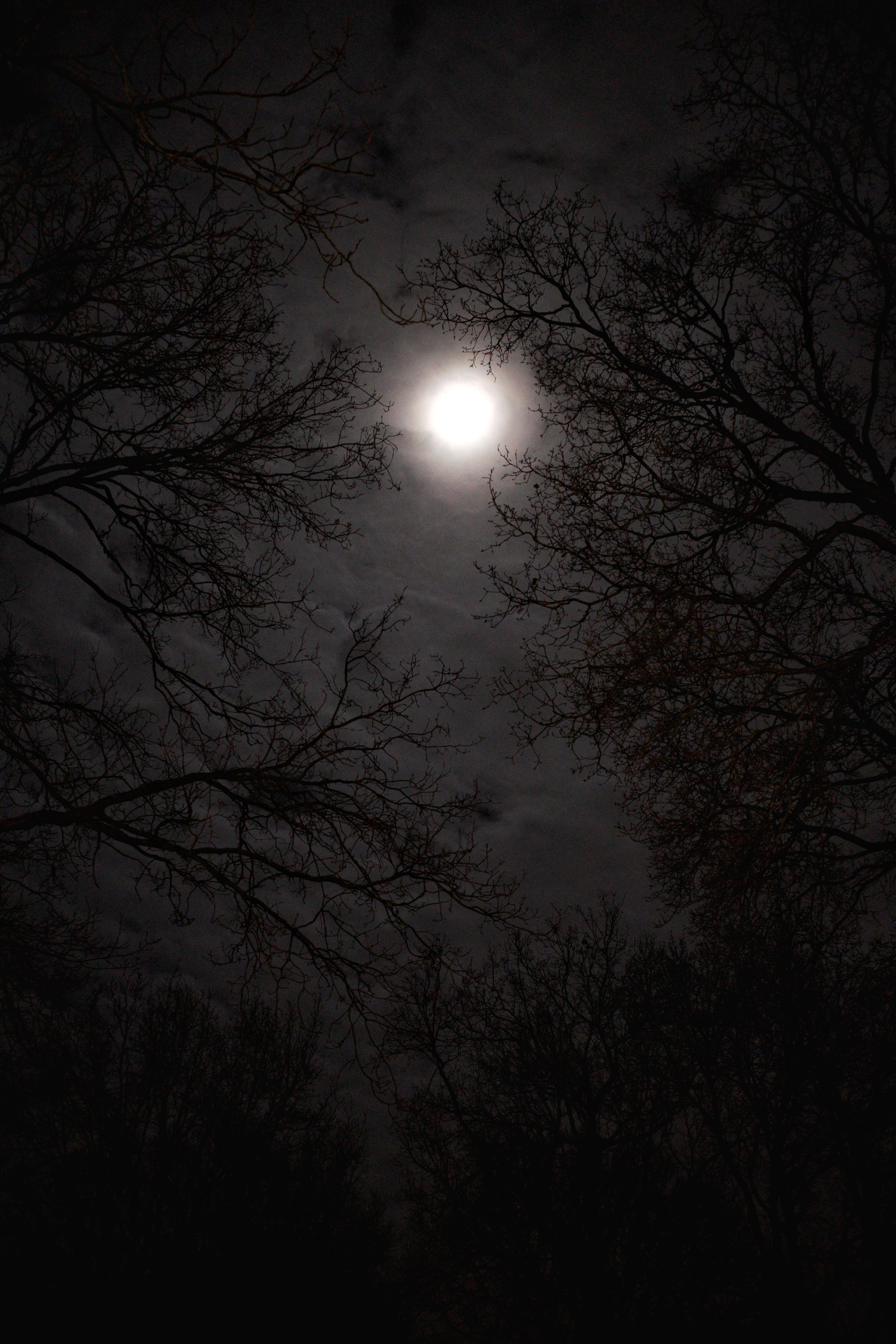 moonlight-shadow-0