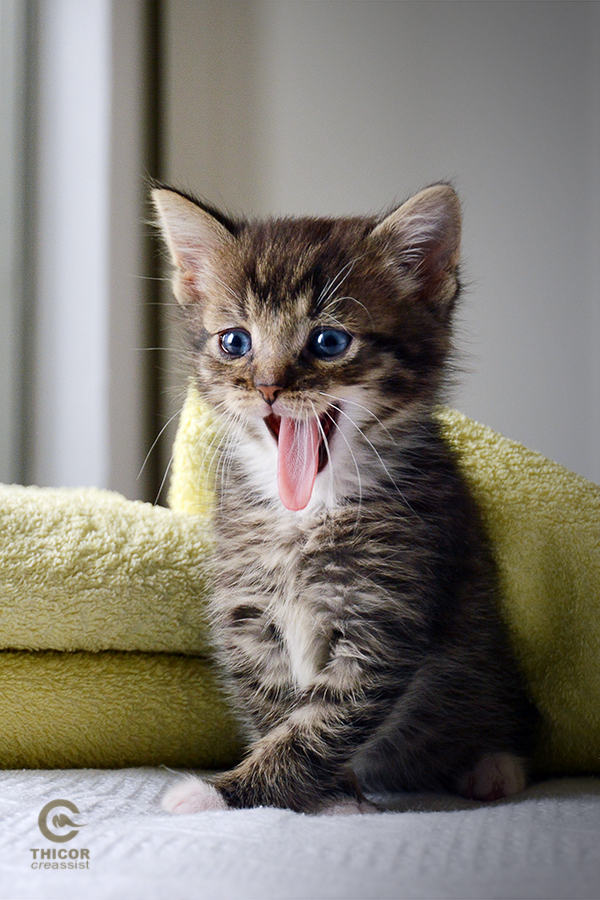 jong-ondeugend-poesje-is-net-wakker