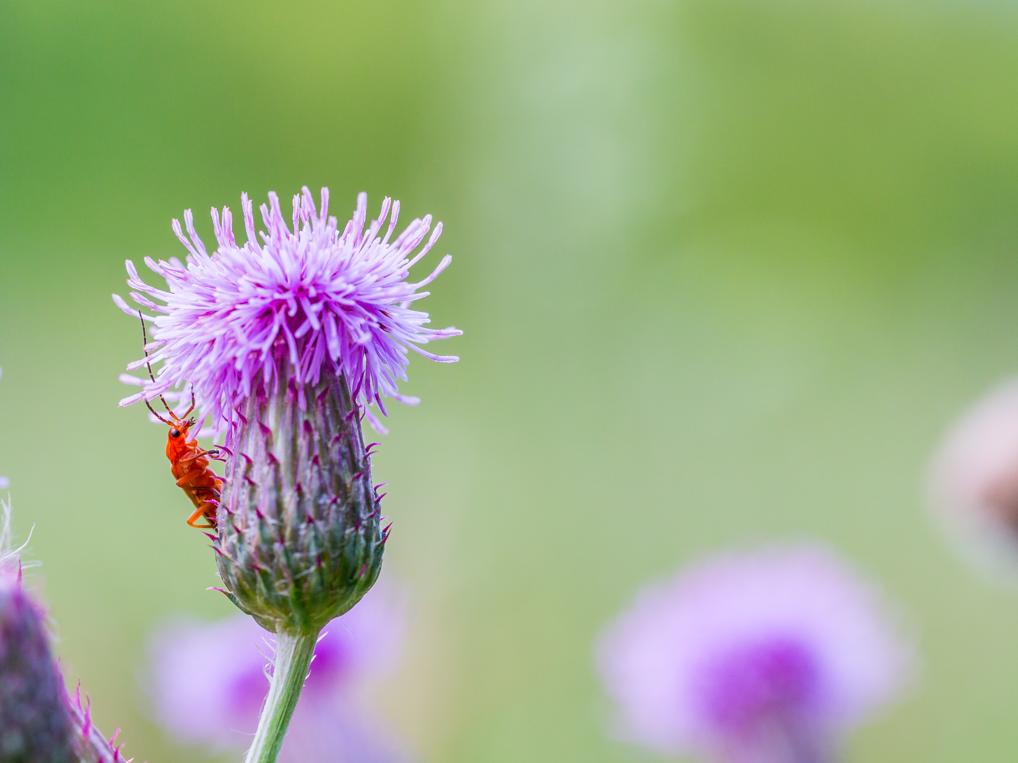 rode-weekschildkever-2