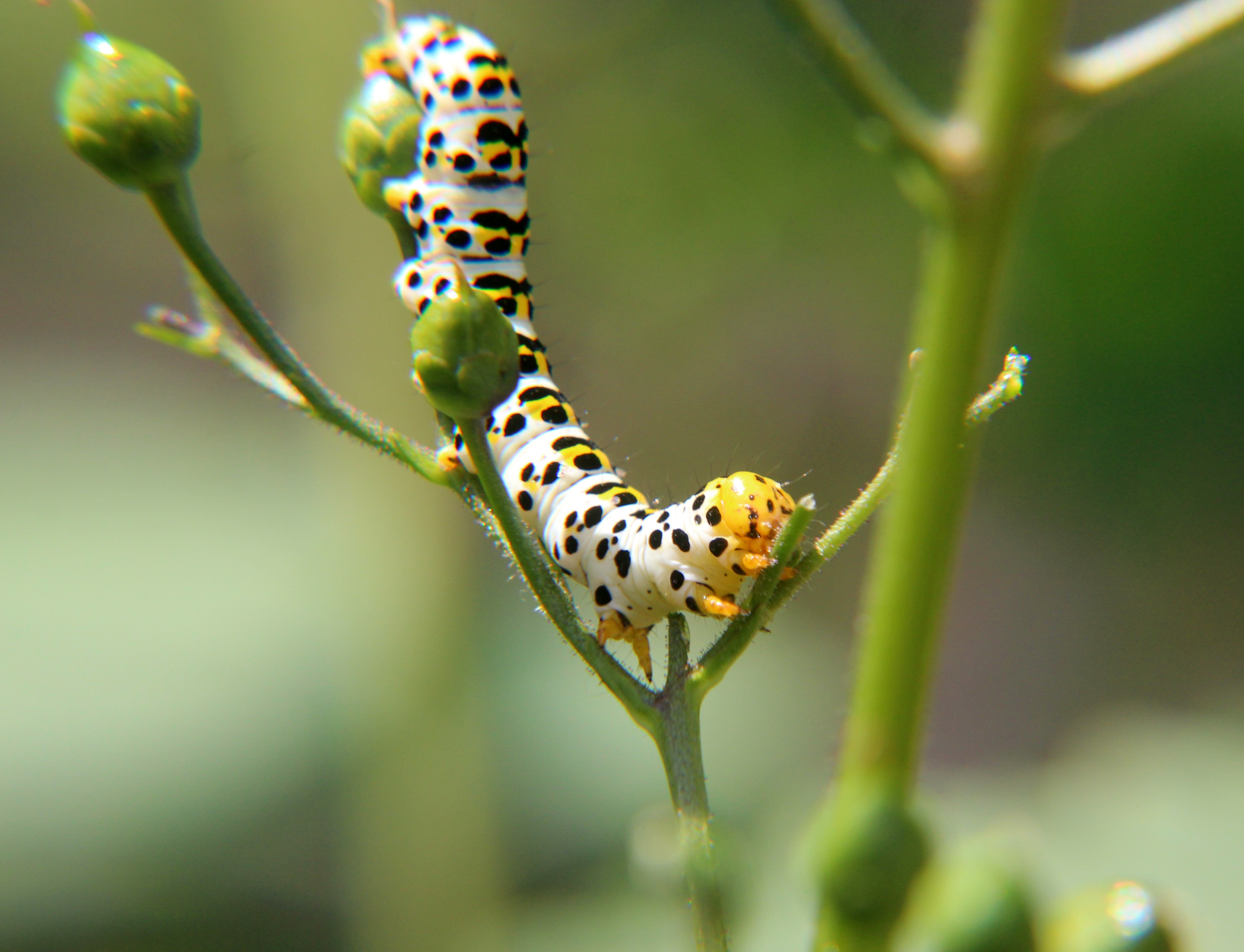 rups-van-helmkuidvlinder
