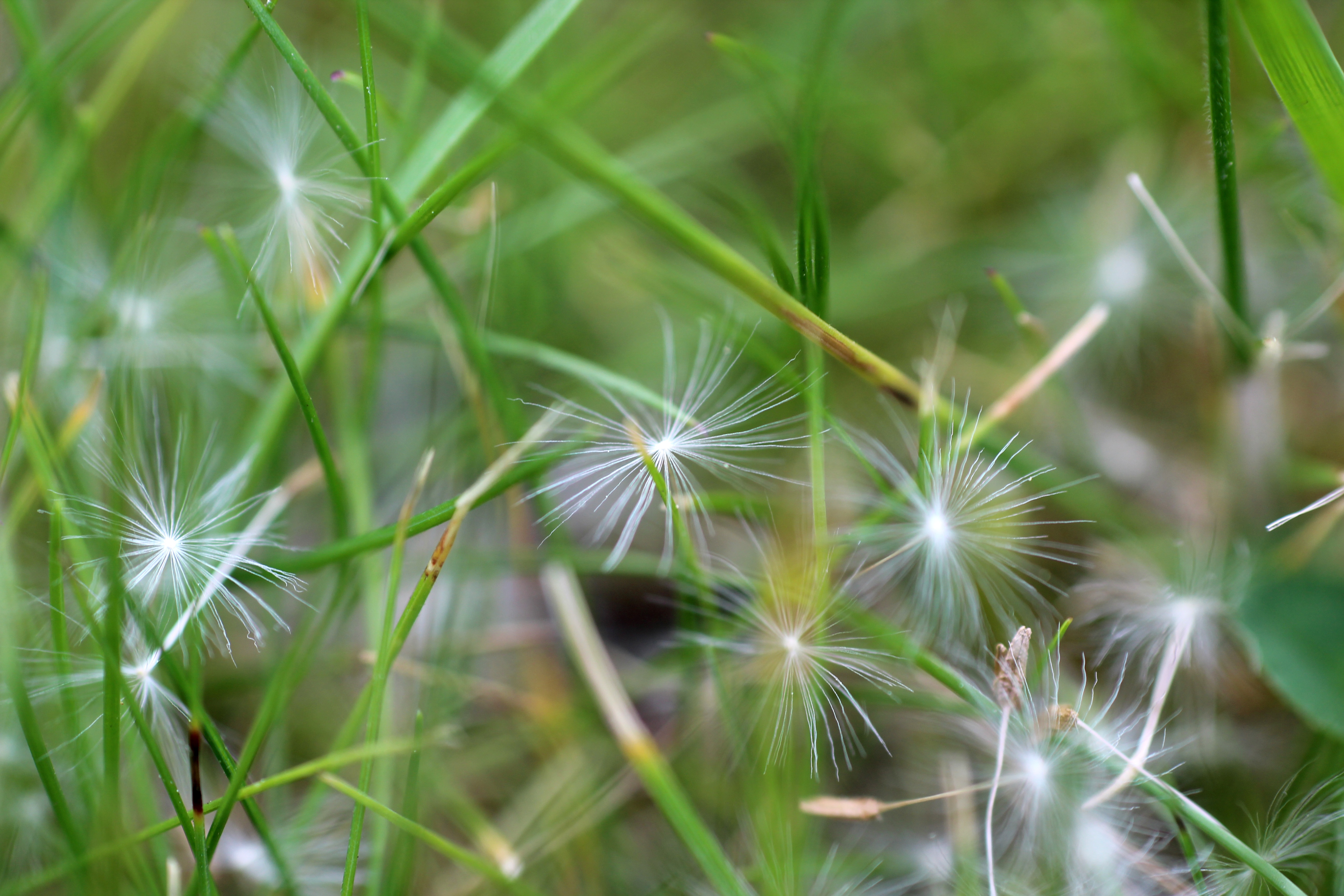 pluisjes-in-het-gras