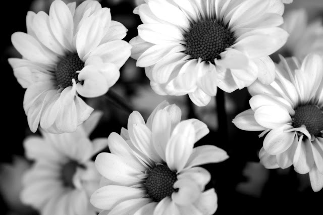 bloemen-zwart-wit