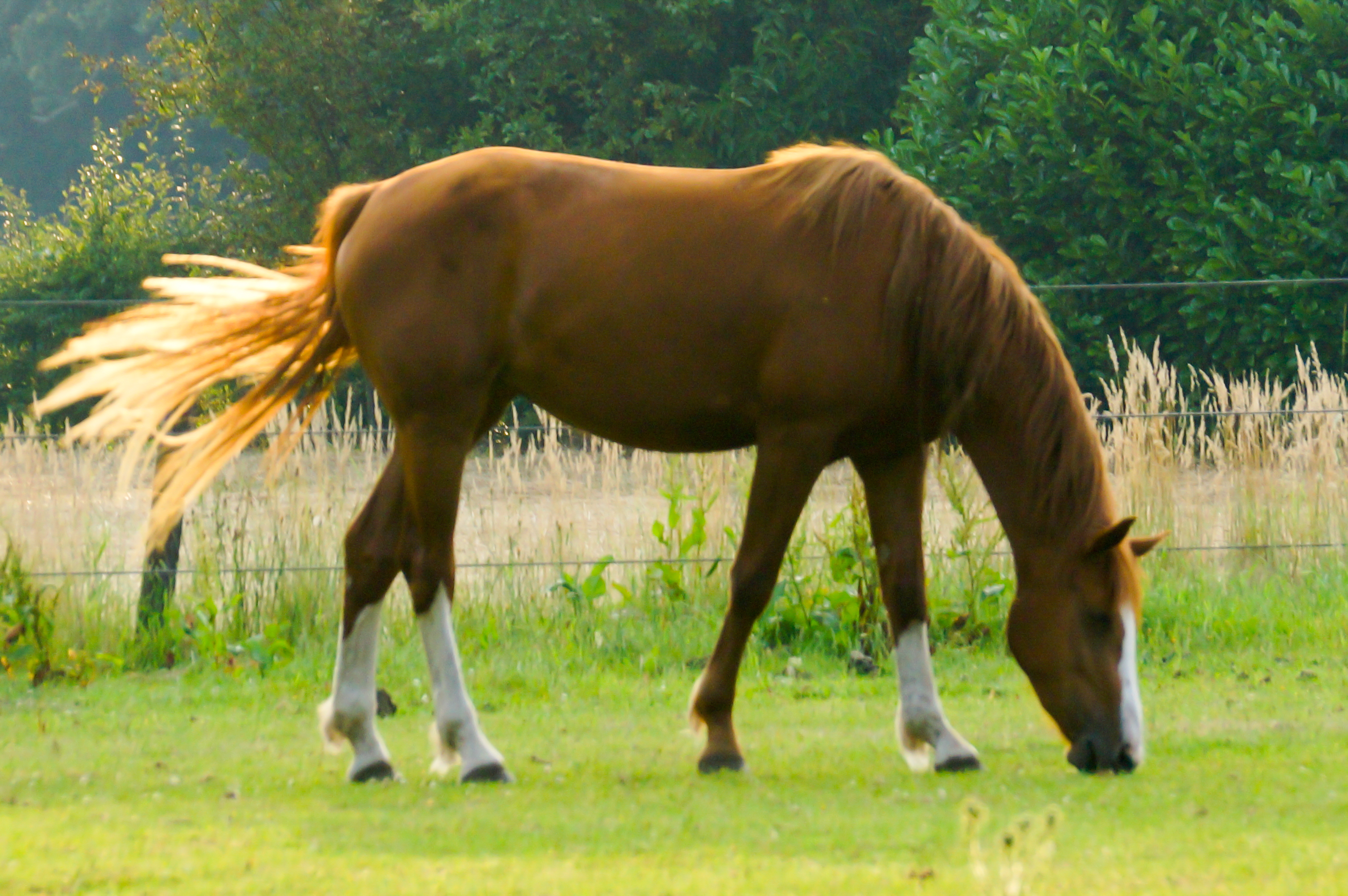 paard-voor-het-licht