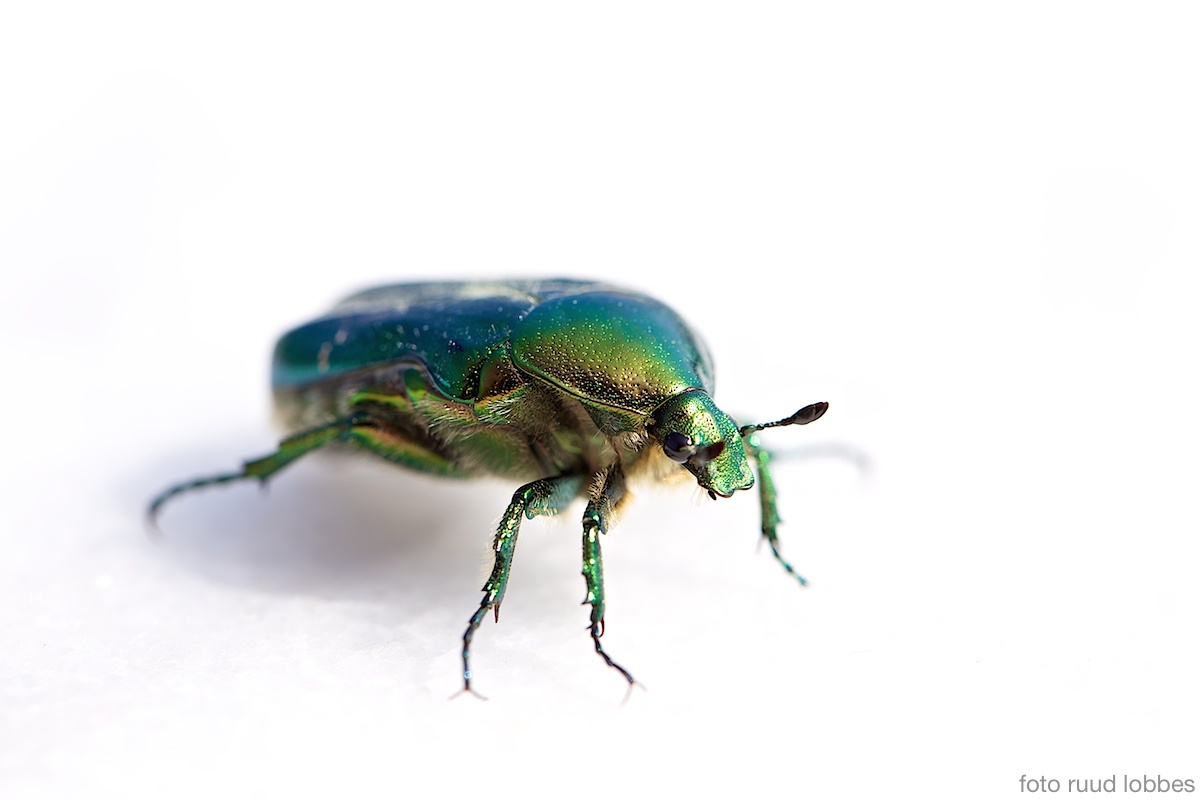 green-beetle