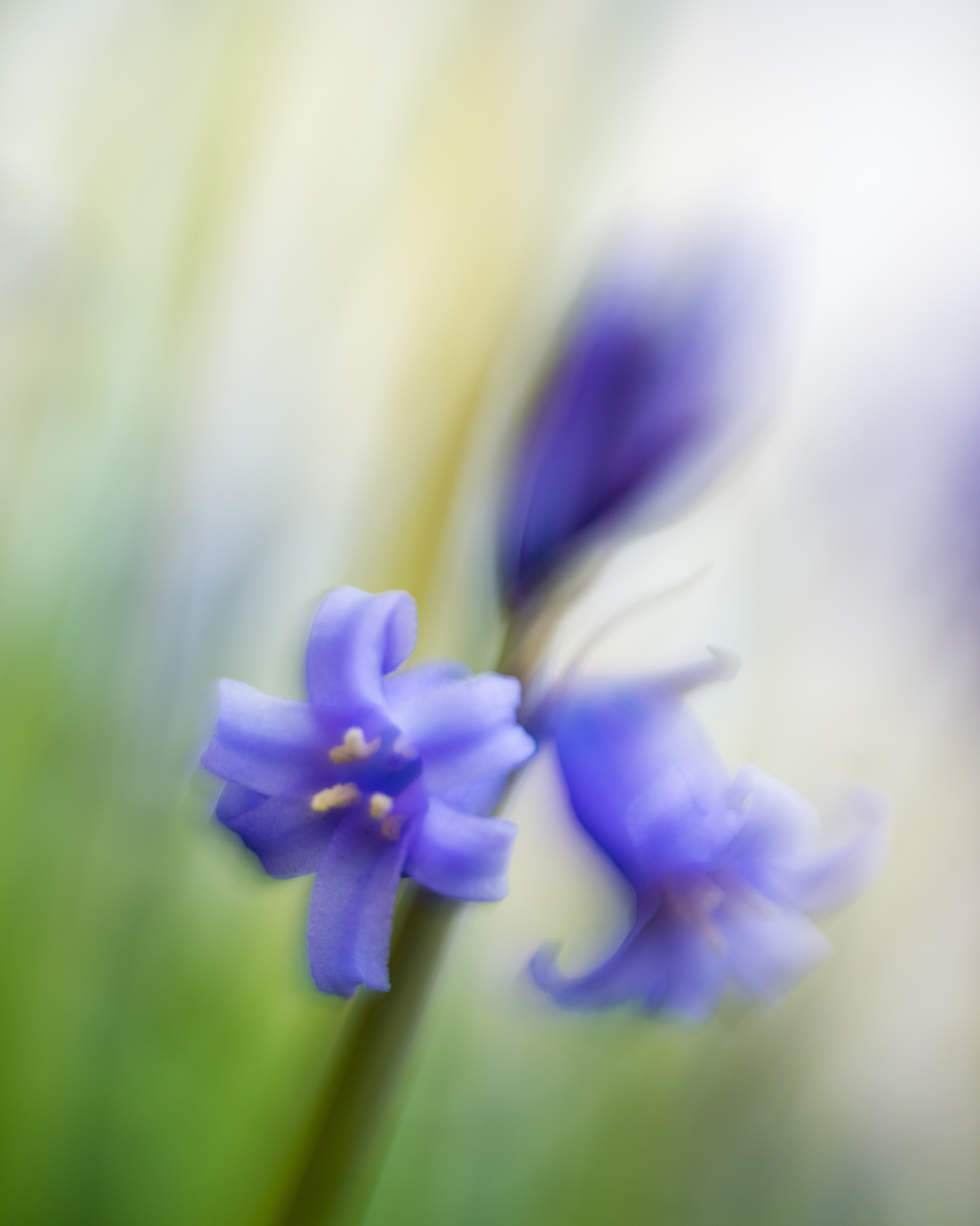 blue-bell-by-lensbaby