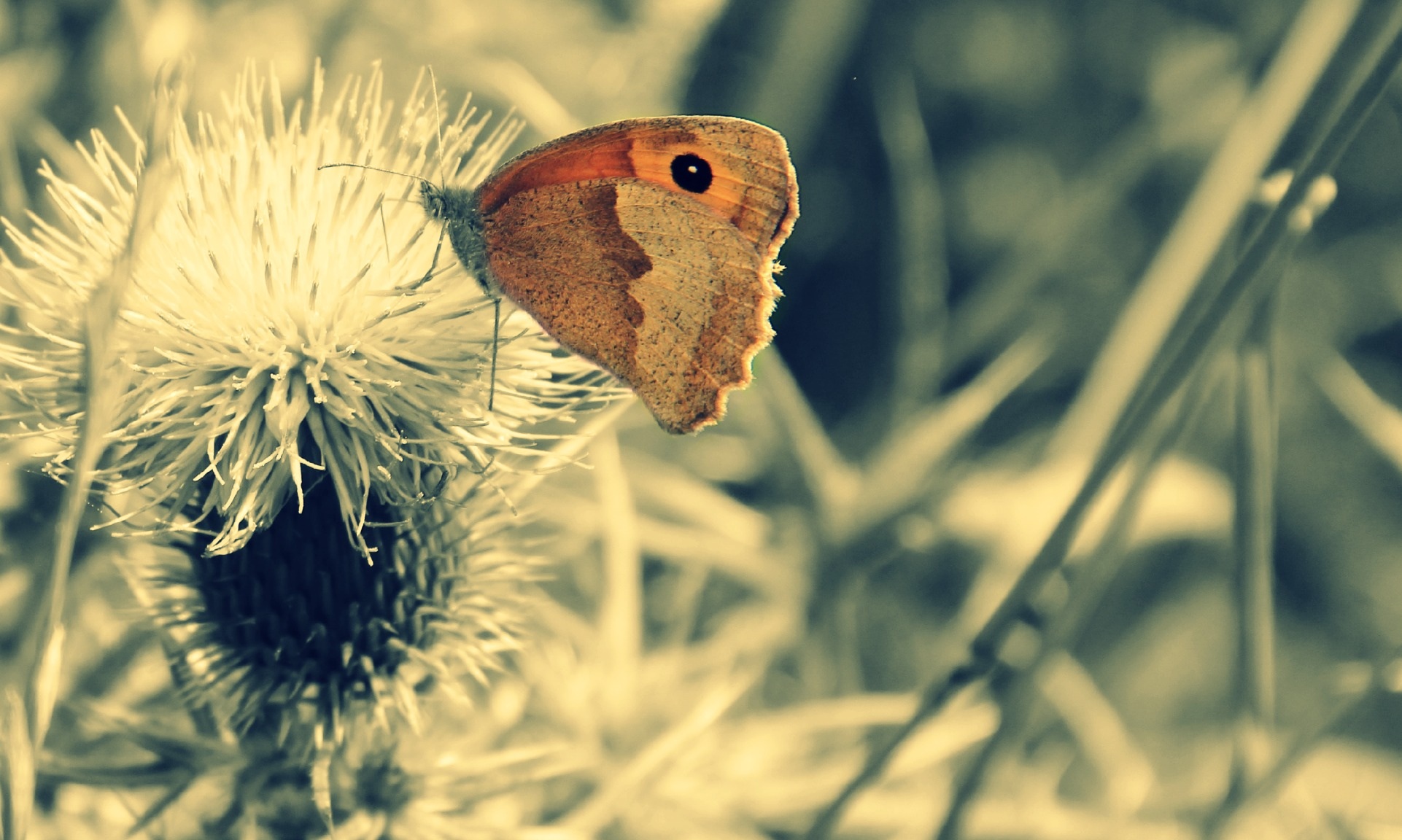 butterflies-are-self-propelled-flowers