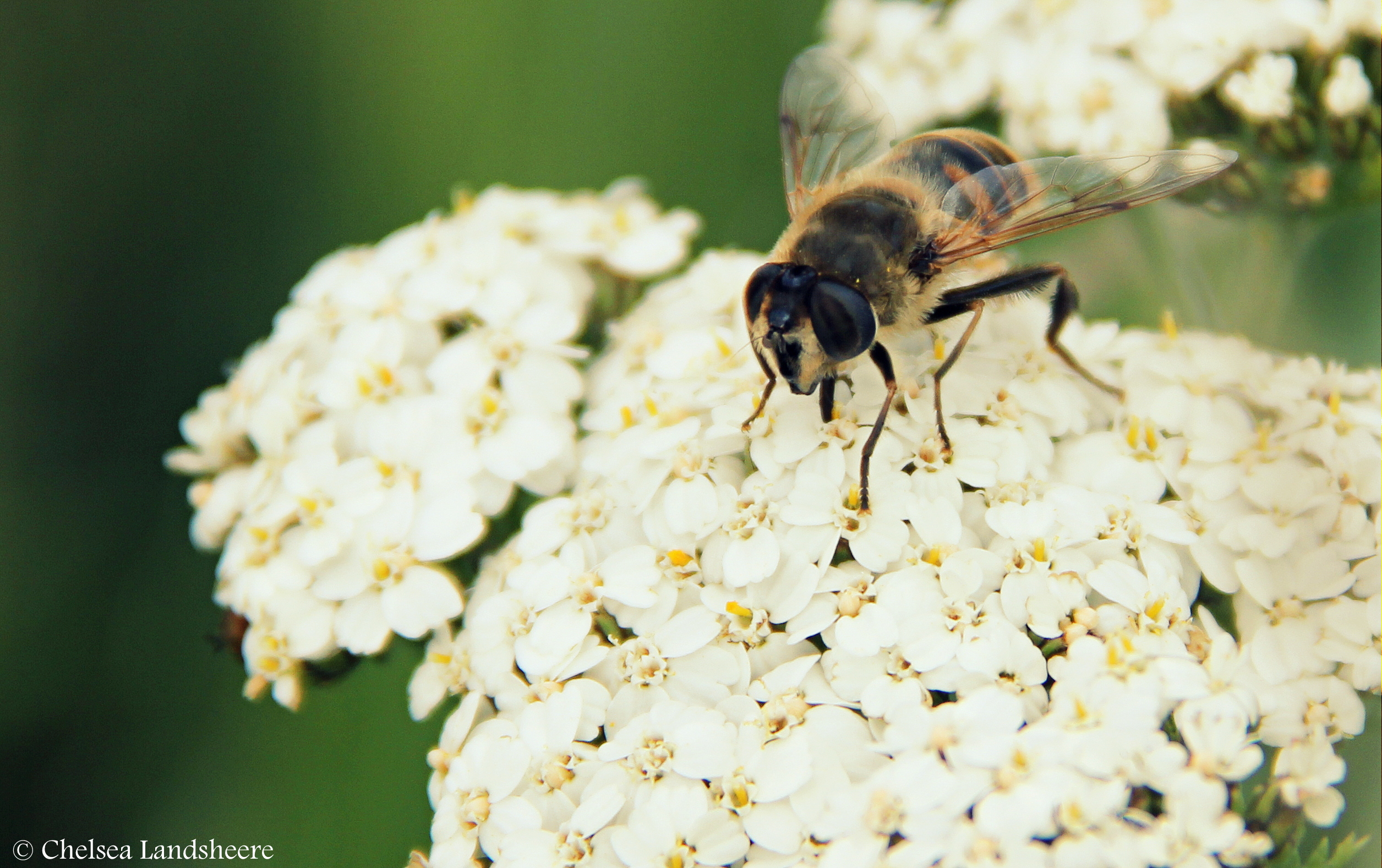 the-flower-blossoms-and-the-bee-comes