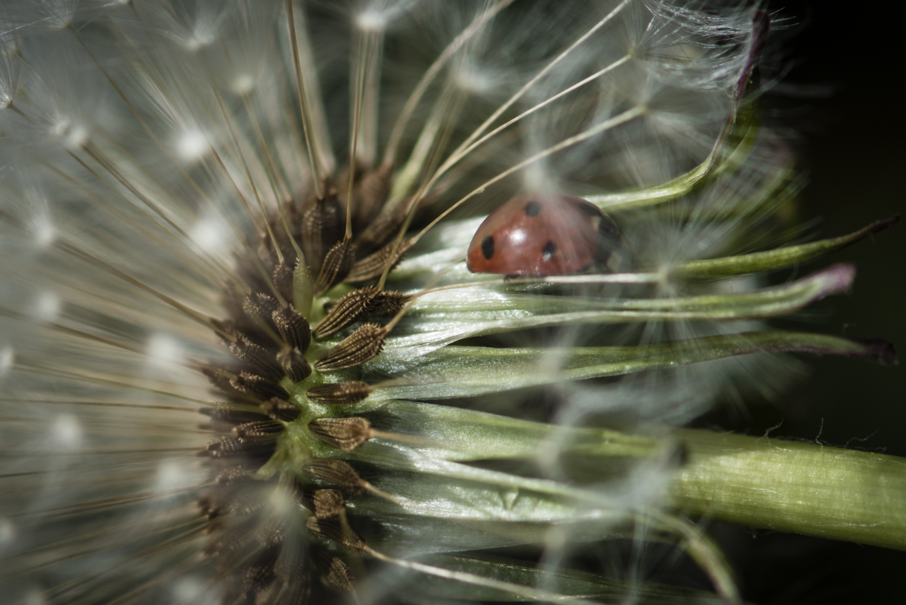 lieveheersbeestje-24