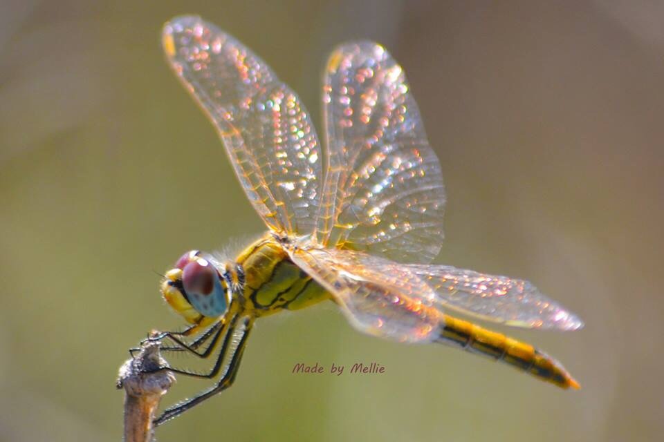 dragon-fly