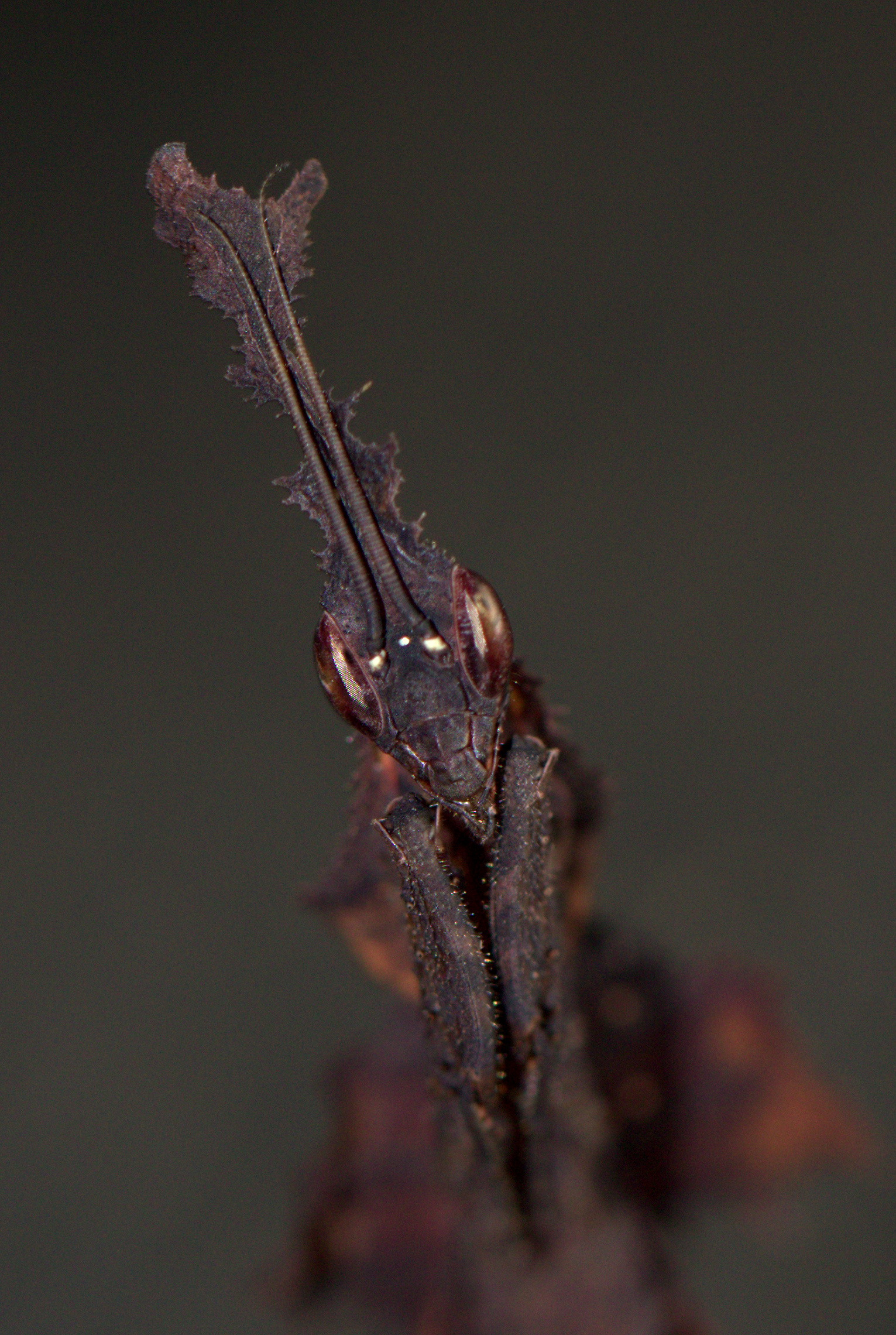 phyllocrania-paradoxa-praying-mantis