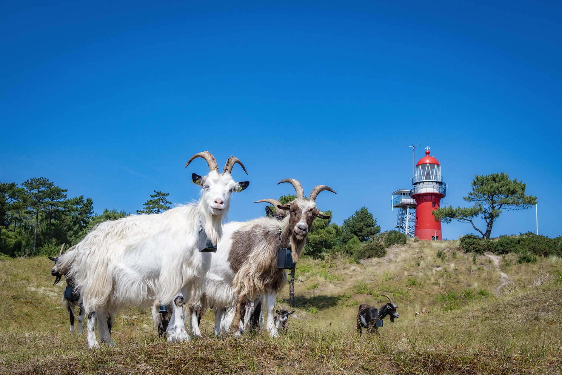 geiten-op-de-vuurboetsduin-bij-de-vuurtoren-in-vlieland
