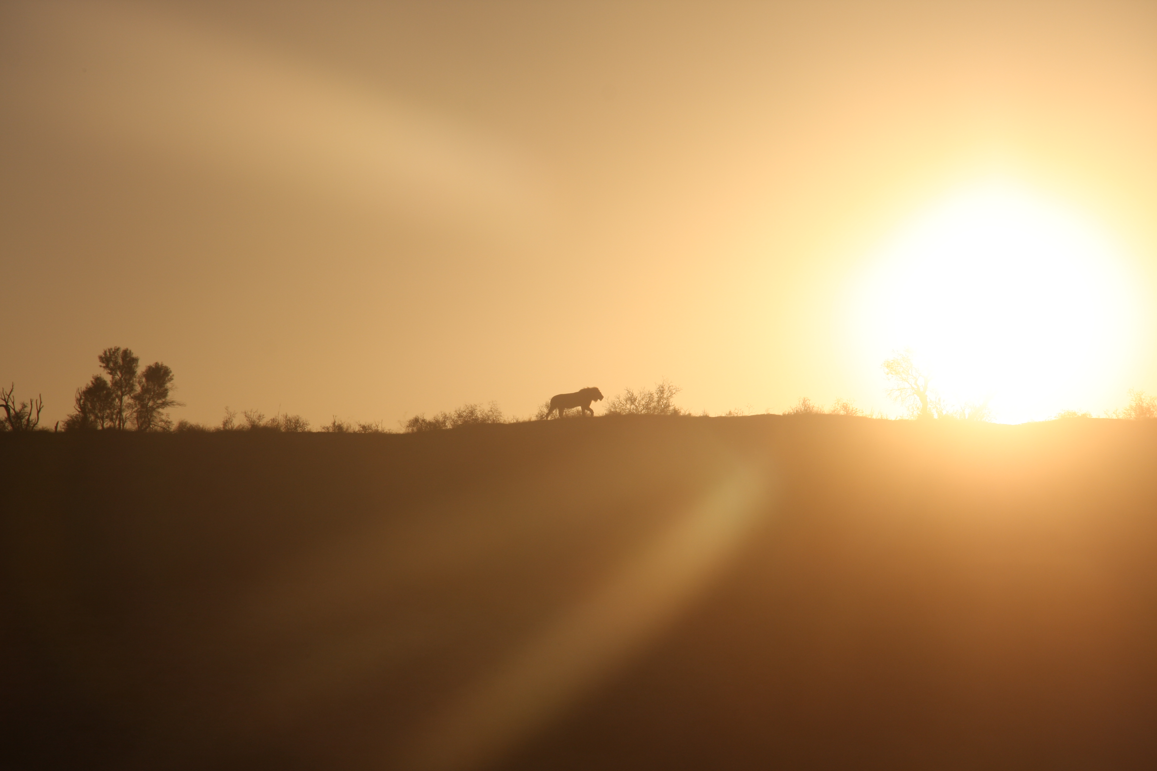 morning-sun-in-kalahari