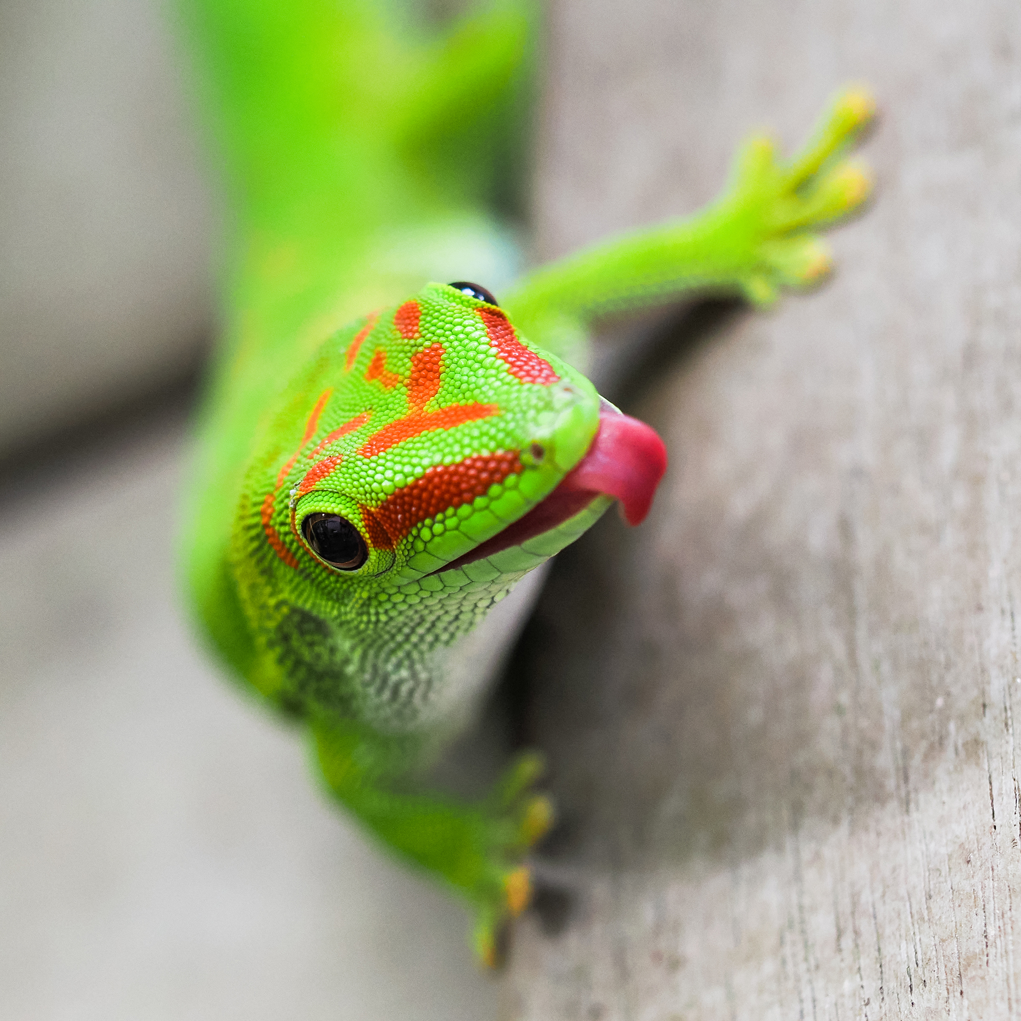 madagaskargekko