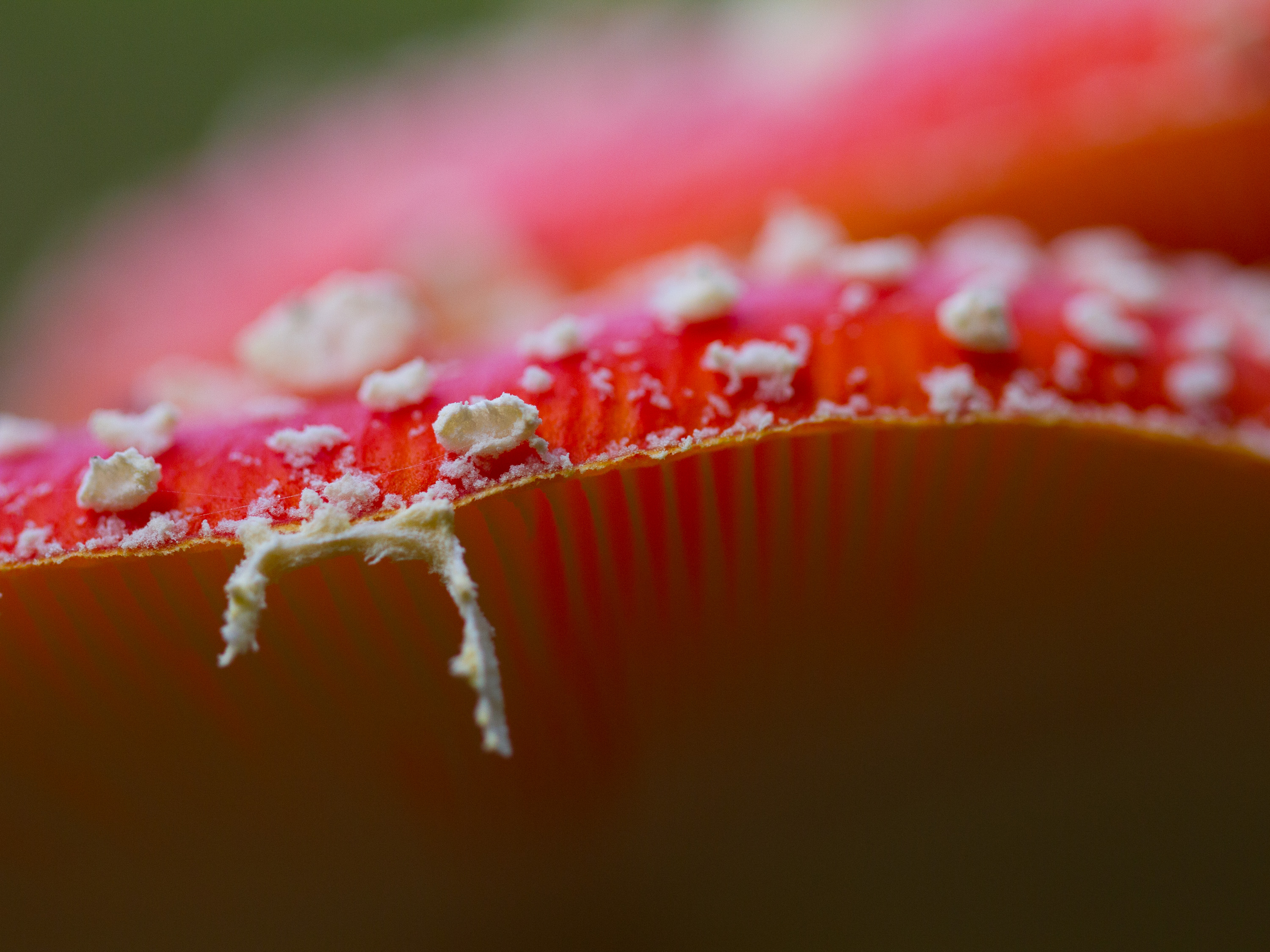 in-search-for-red-and-white