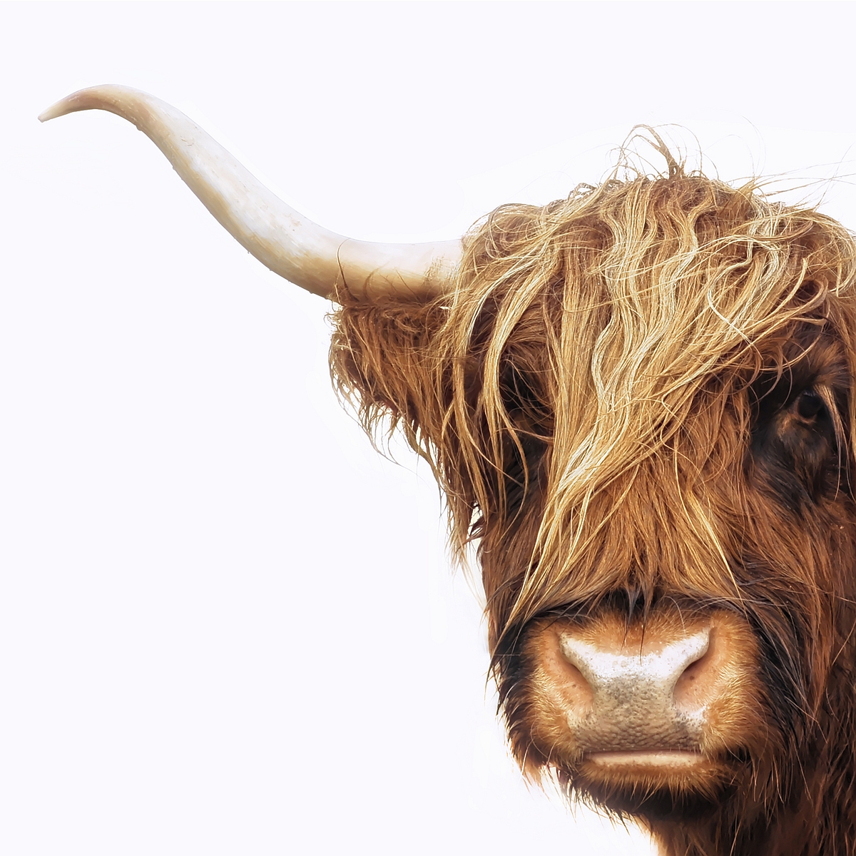 schotse-hooglander-1
