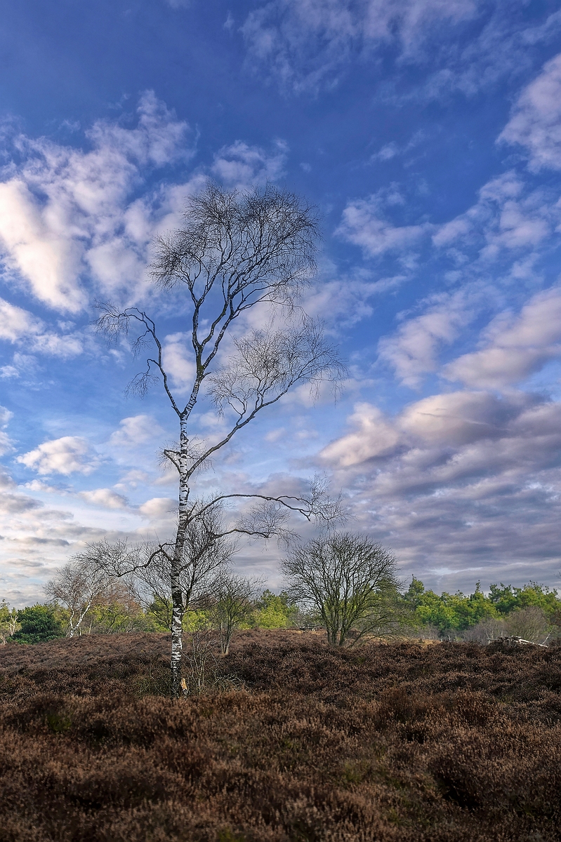 de-veluwe-0