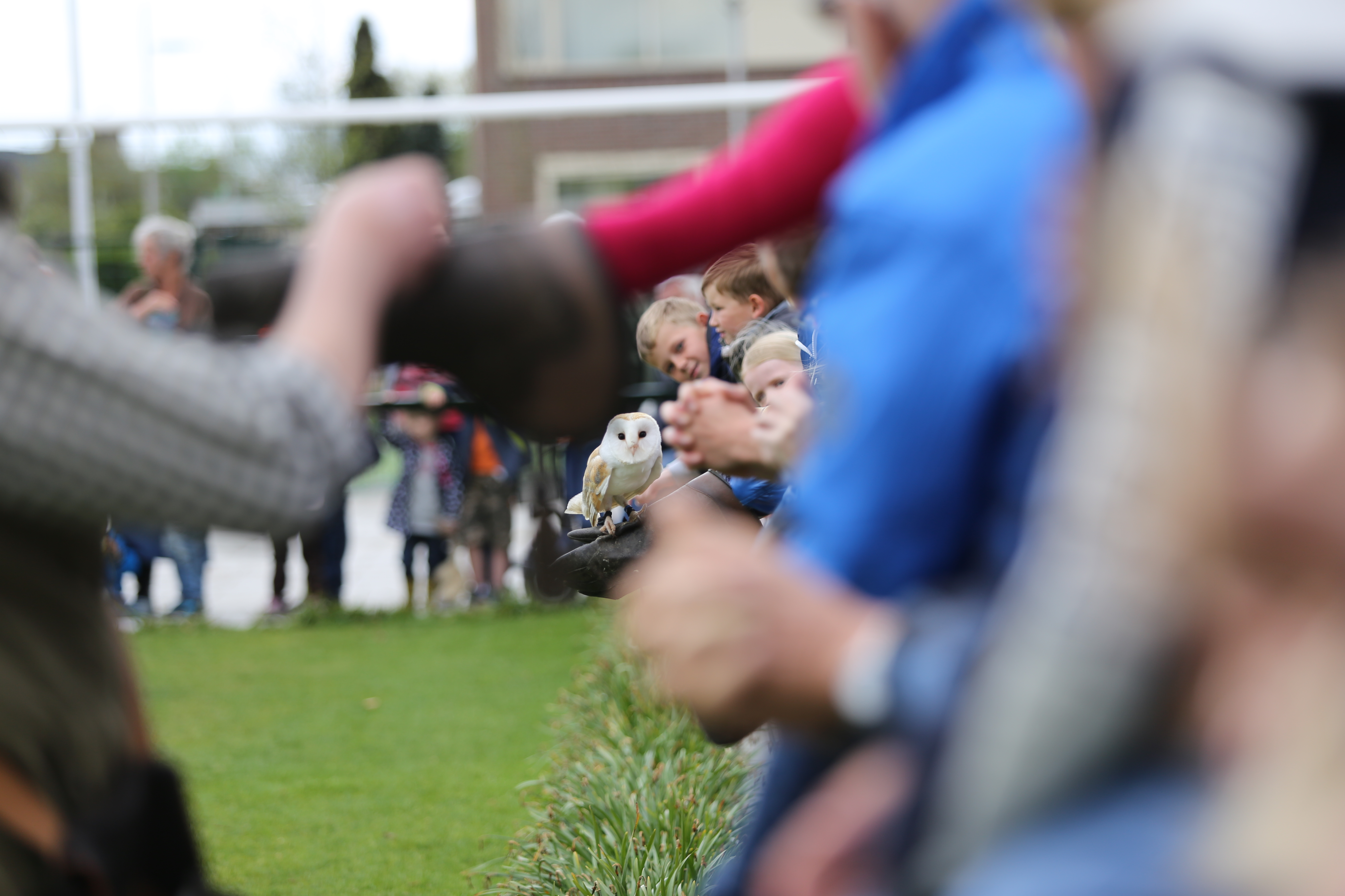 uil-kijkt-naar-prooi