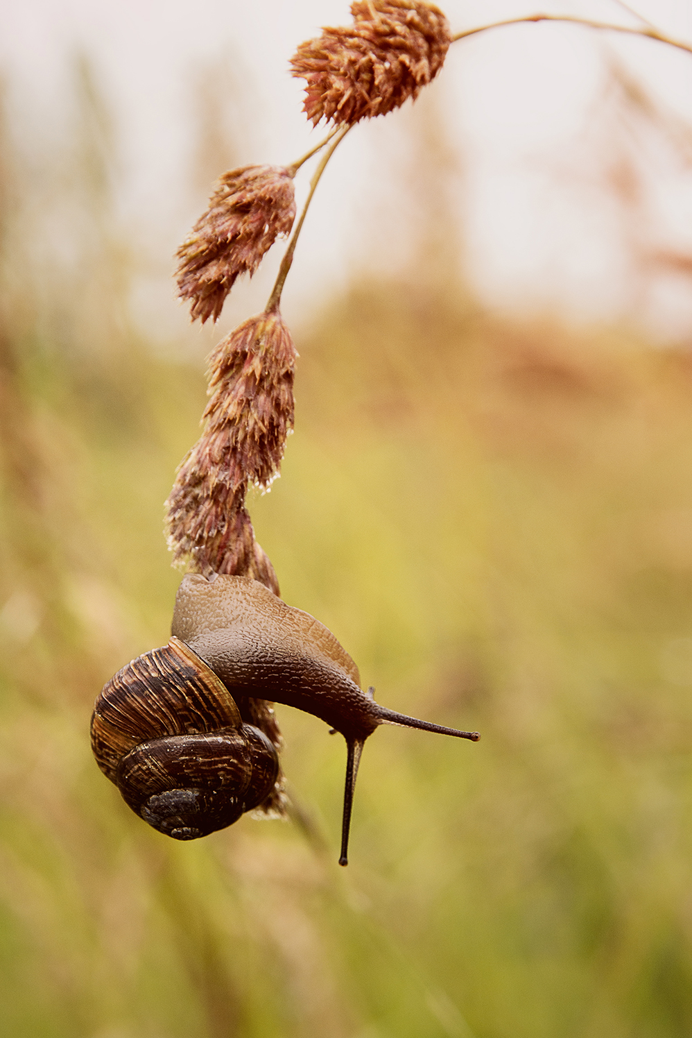 acrobatiek-in-de-natuur