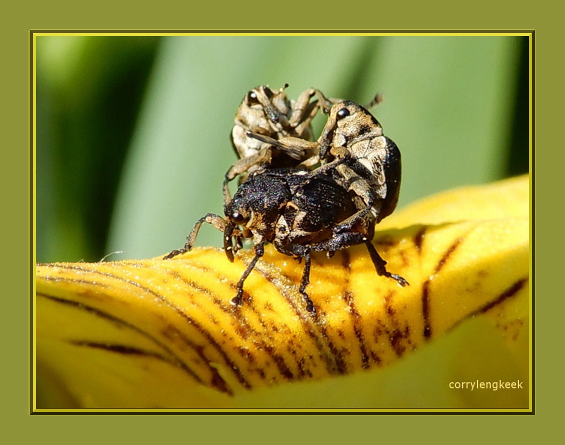lissnuitkevers-fam-snuitkevers