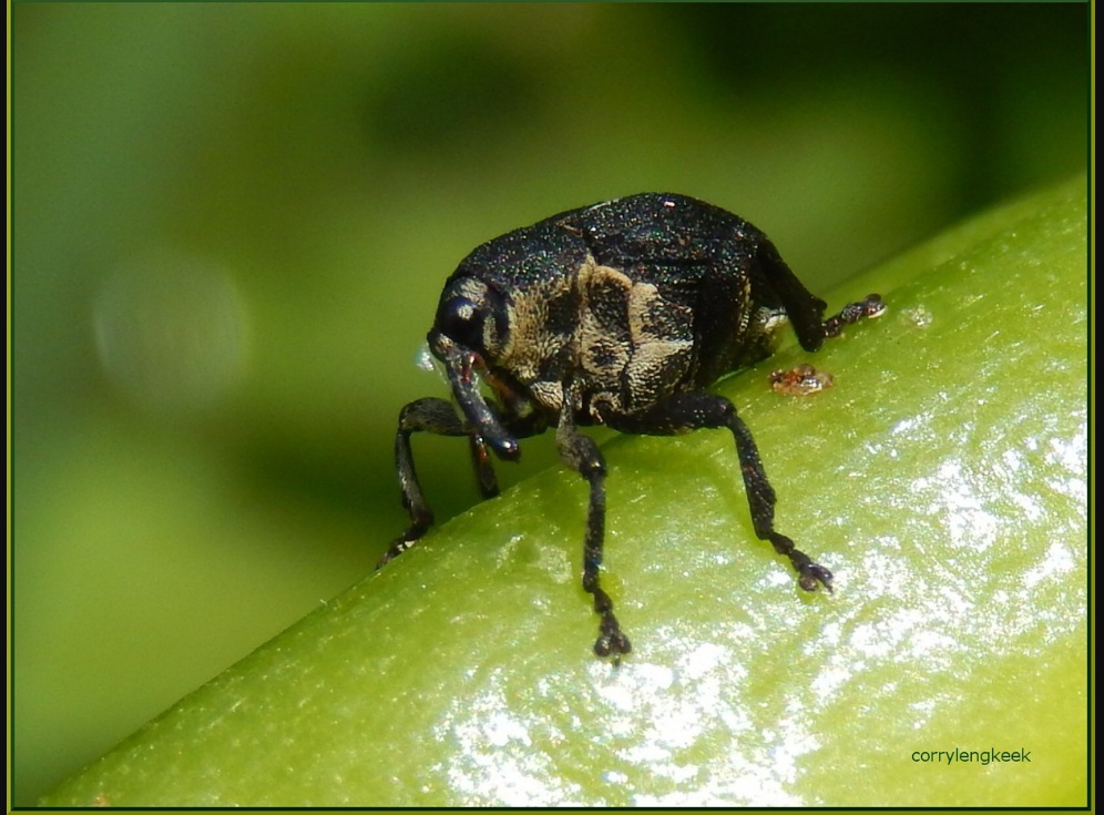 lissnuitkever-lisboorder-famcurculionidae
