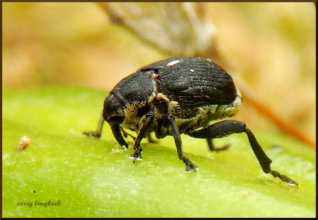lissnuitkever-fam-curculionidae-1