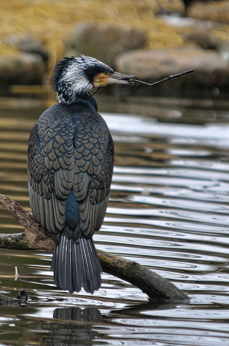 aalscholver-0