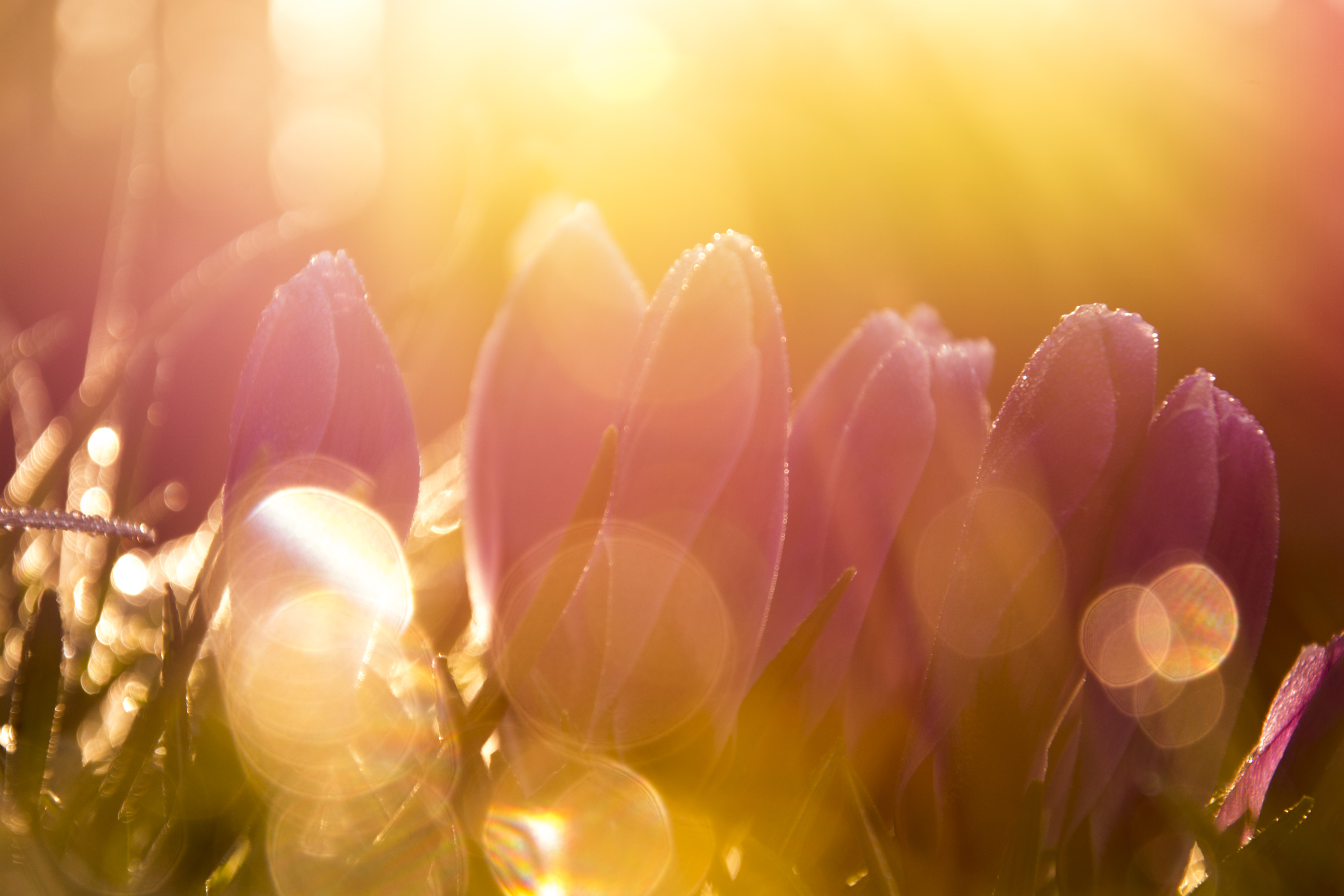 krokussen-in-het-gouden-ochtendlicht