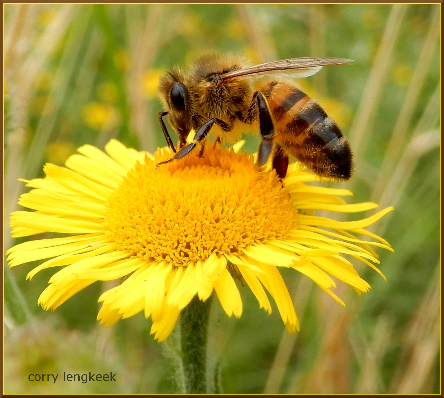 heelblaadjes-pulicaria-dysenterica-composietenfamilie