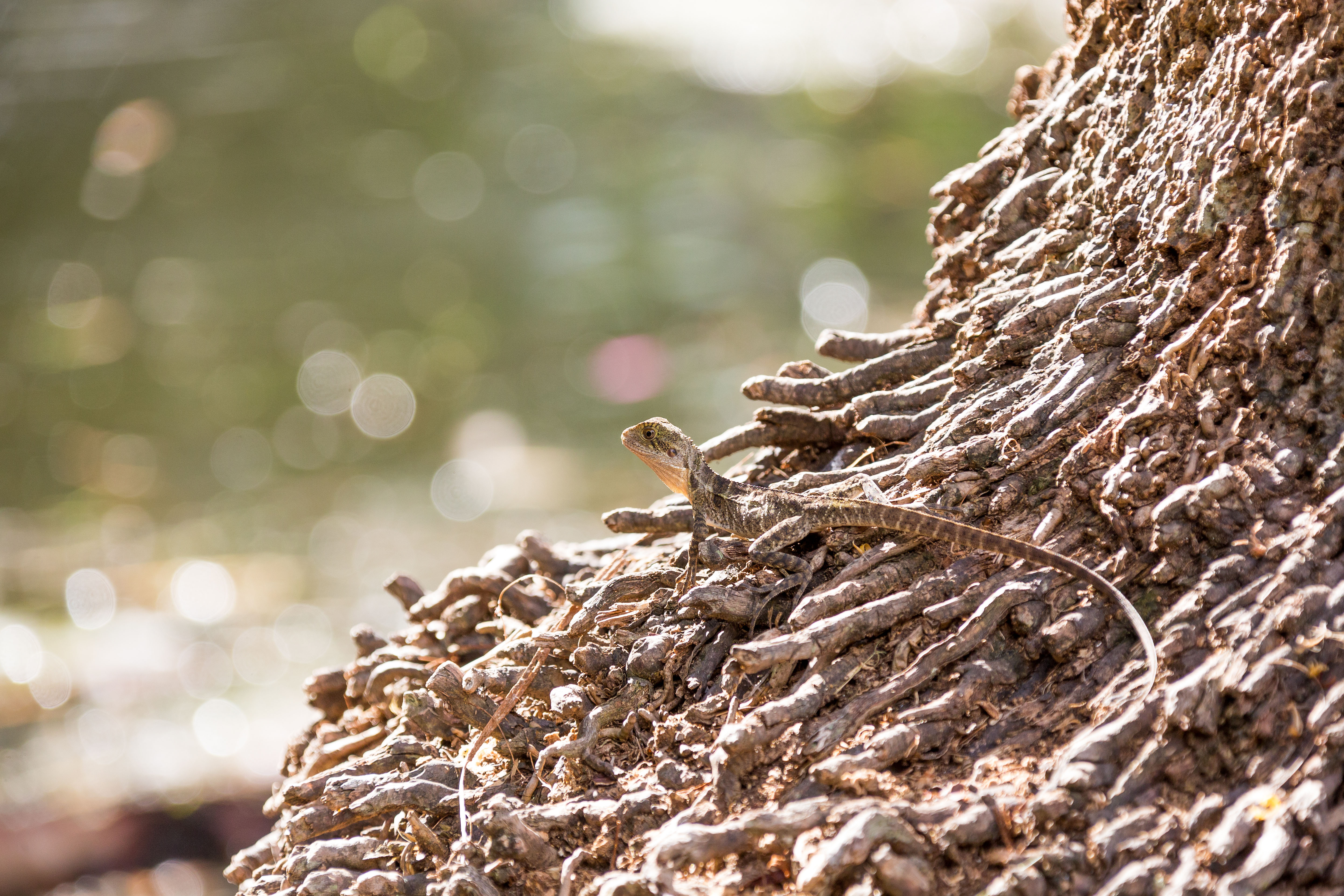 rare-wortels-en-bokeh