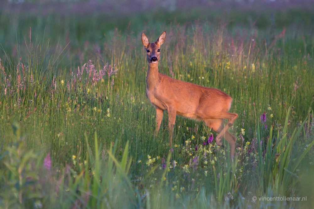 ree-stapt-in-avondlicht