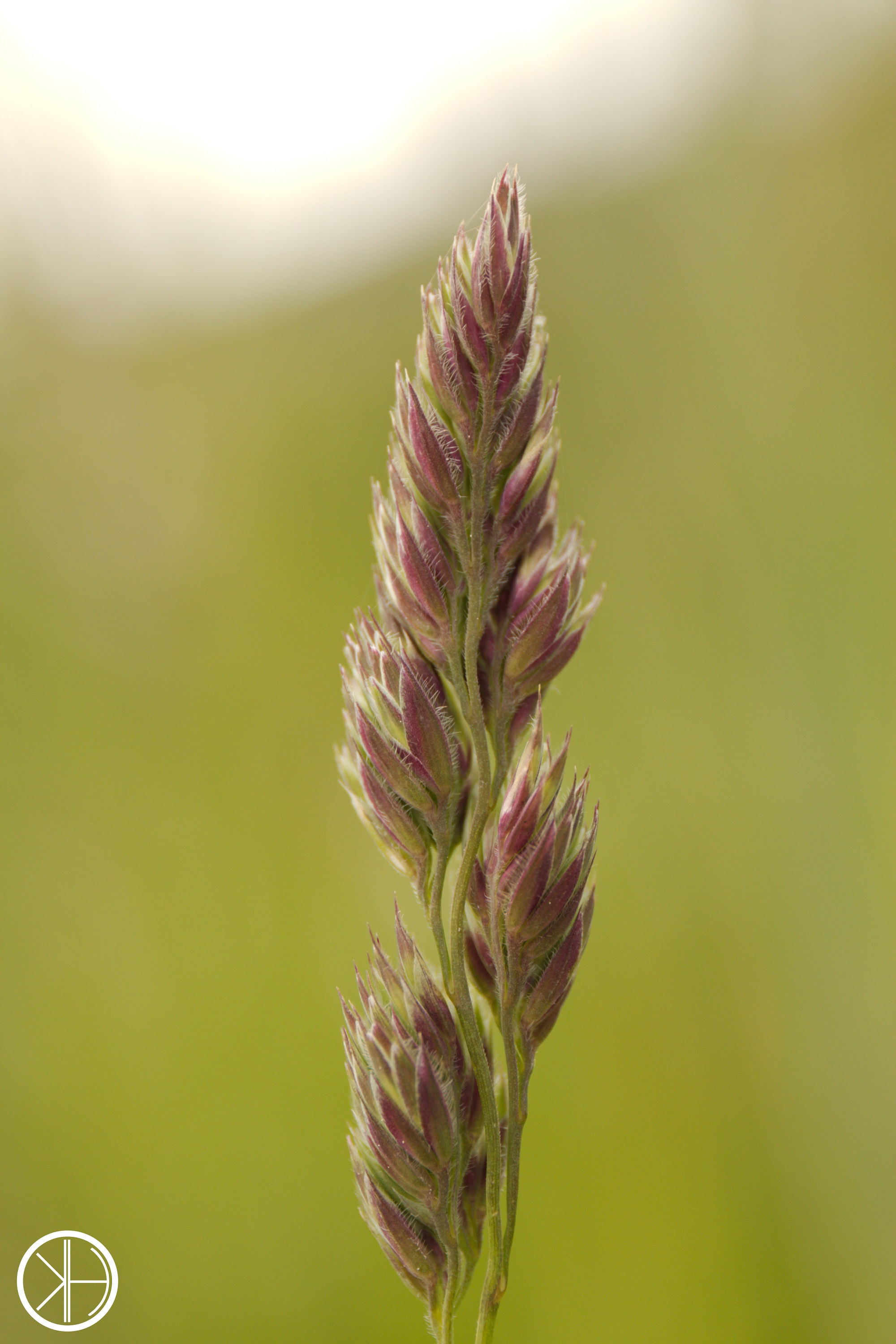 the-simple-beauty-of-grass