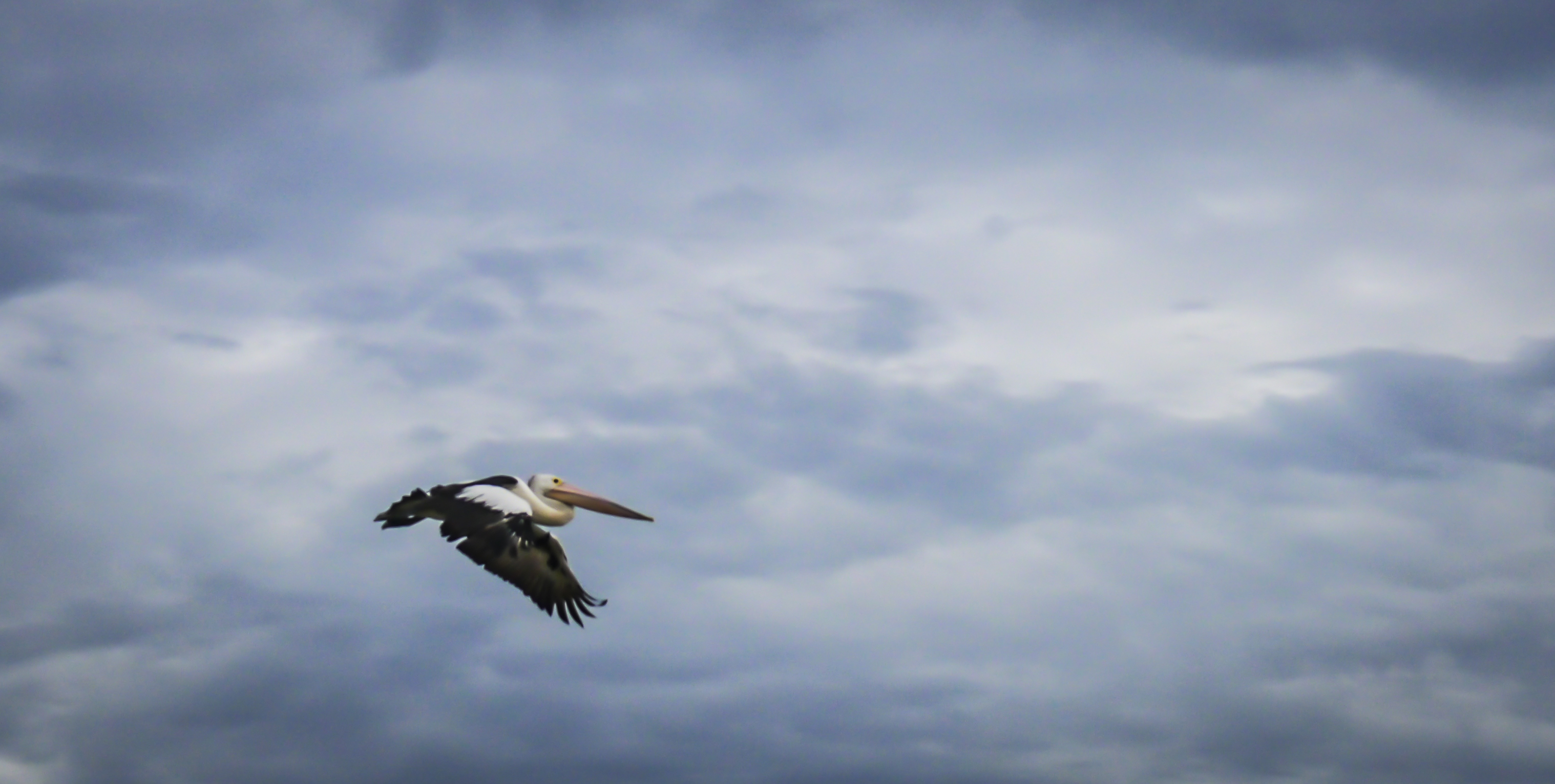 spanwijdte-230-cm-glijdend-door-de-lucht-australie