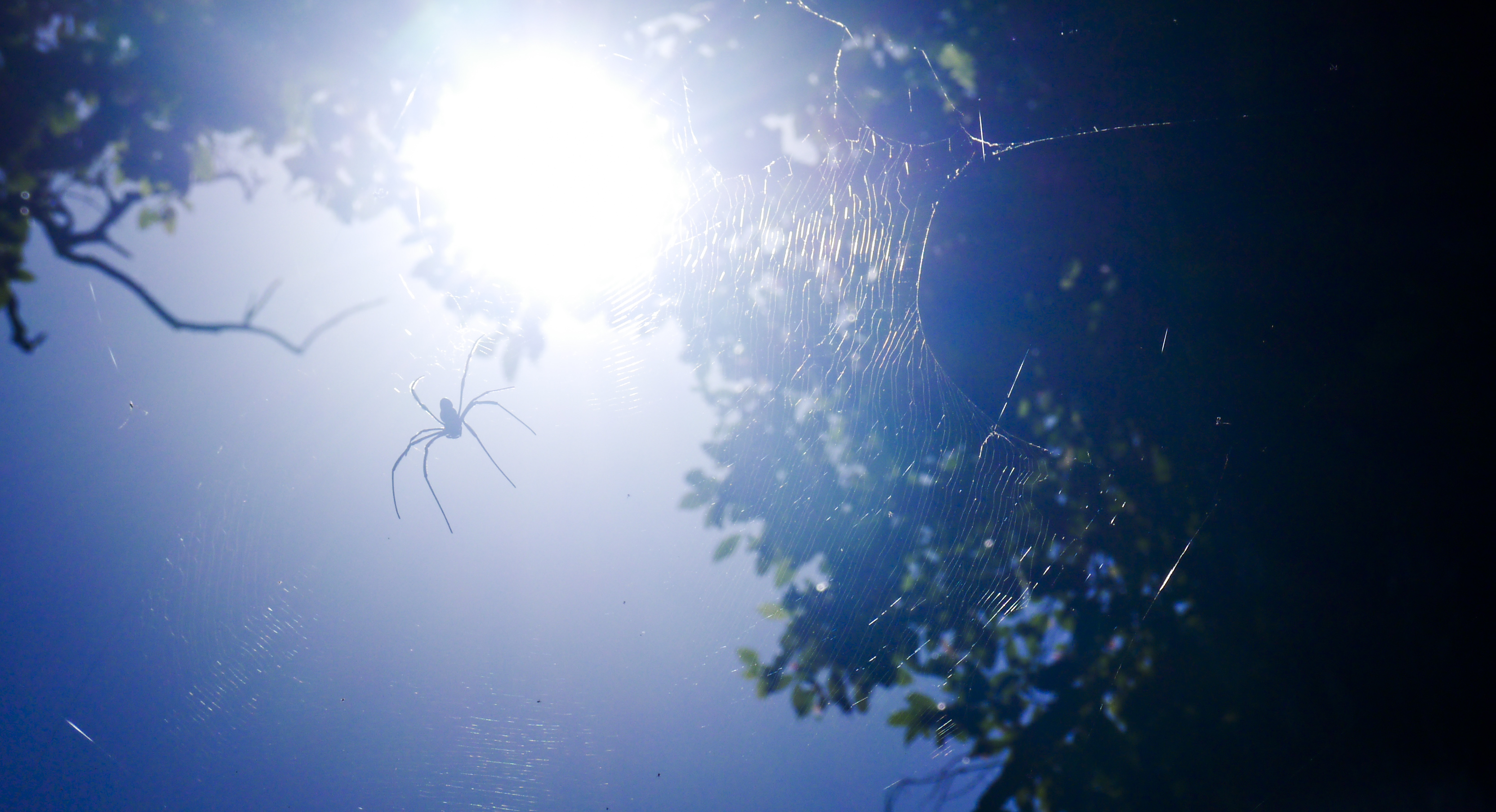 never-look-in-the-sky