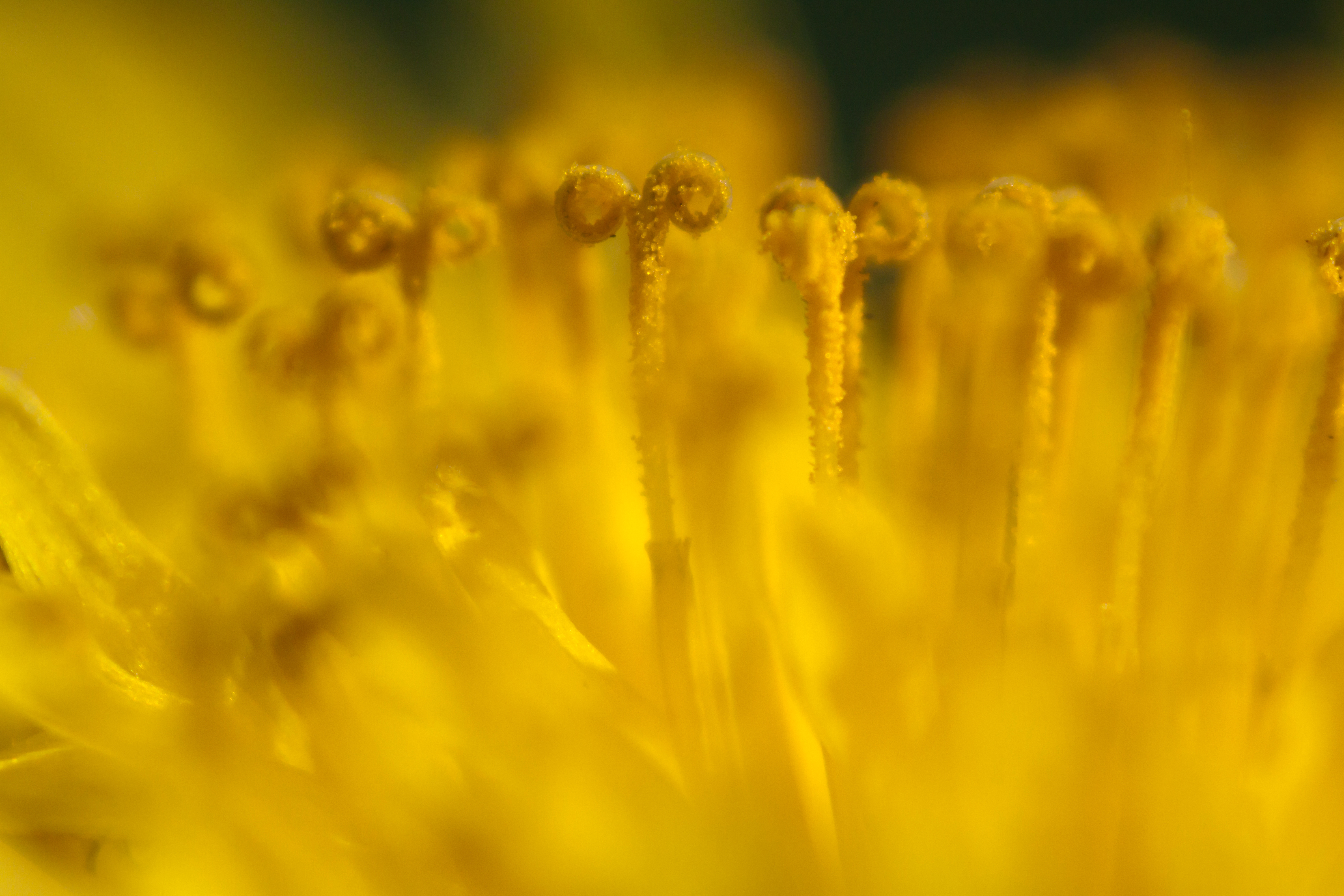 dandelion-7