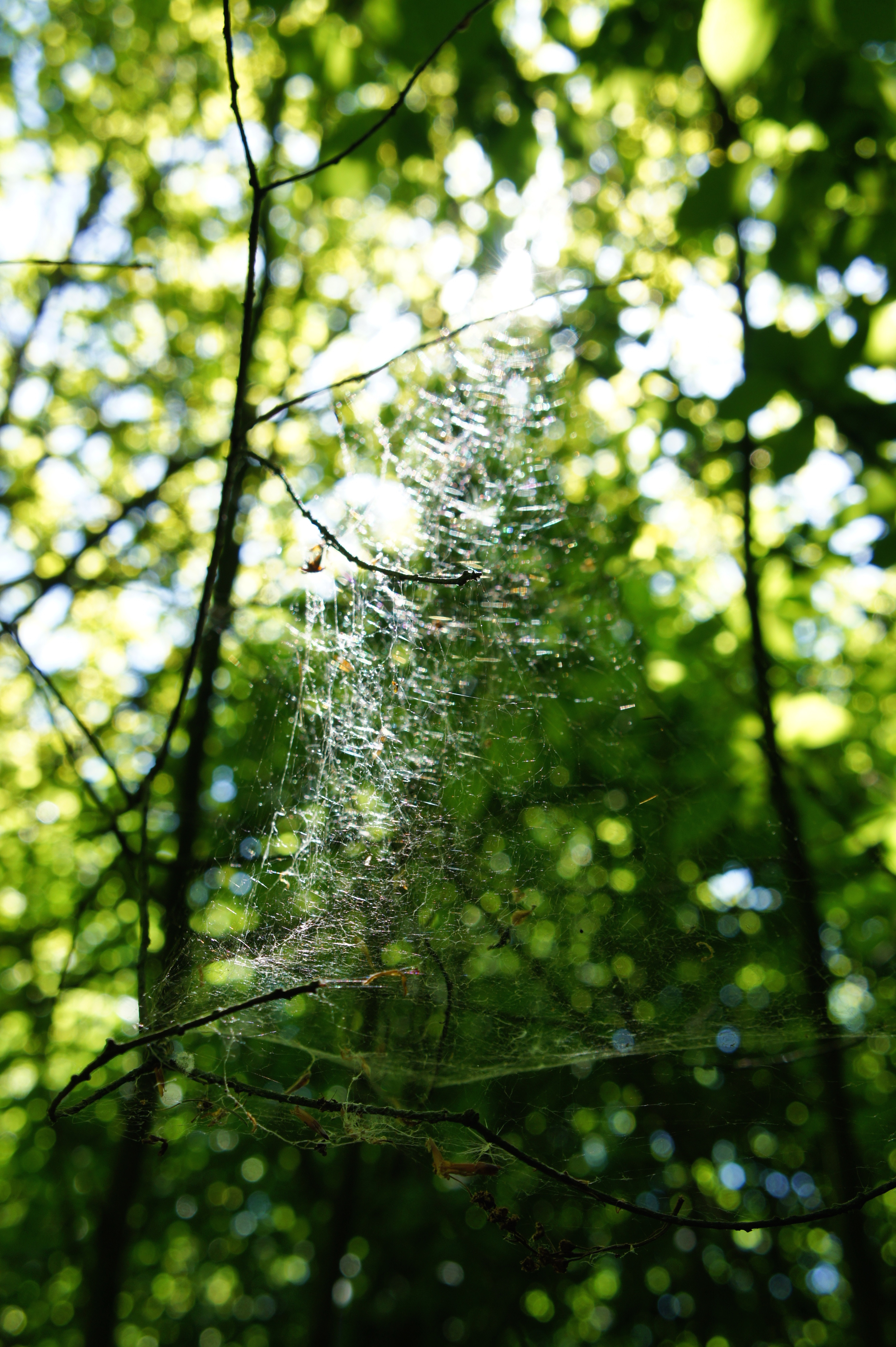 spiderweb-2