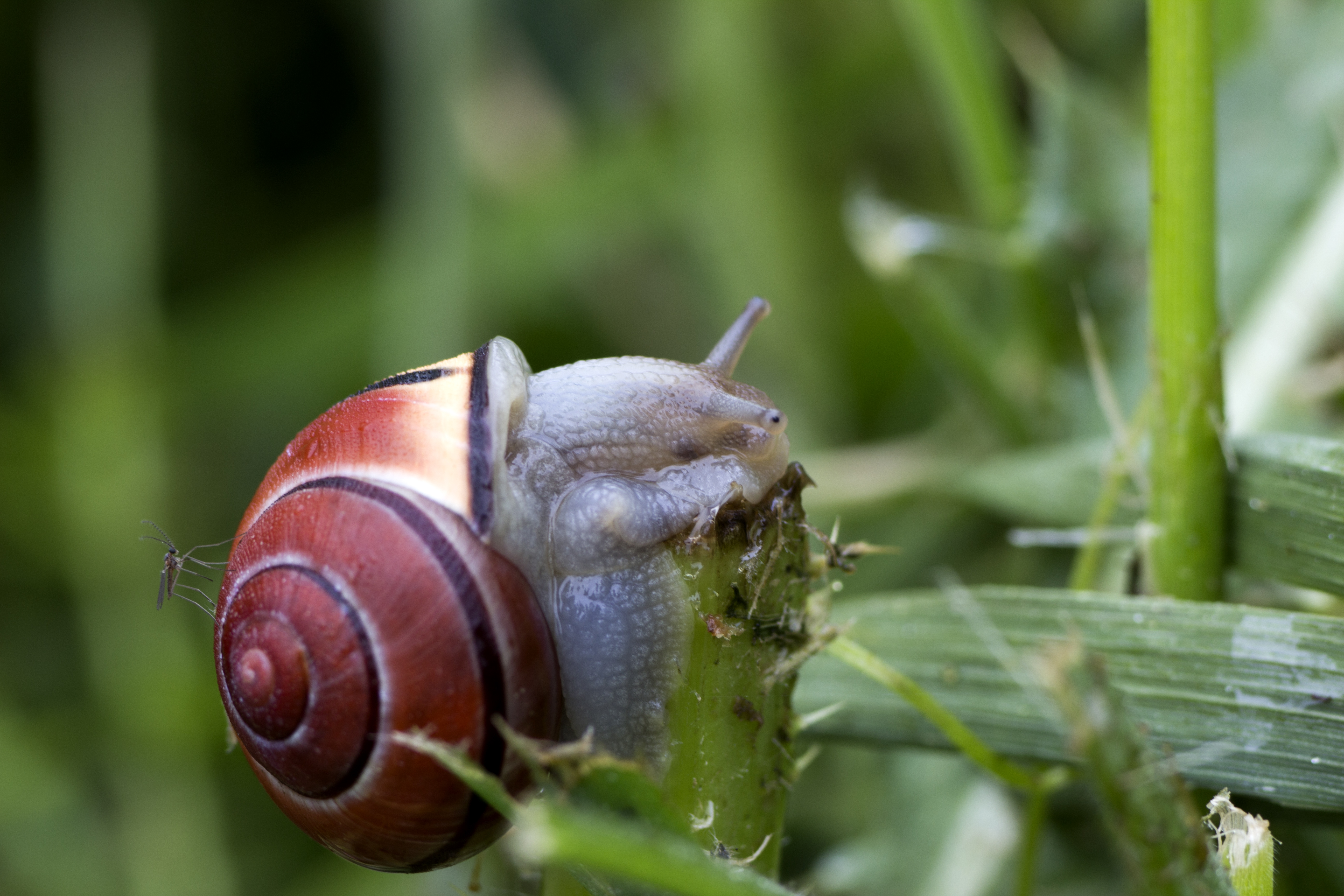slak-en-mugje-op-reis