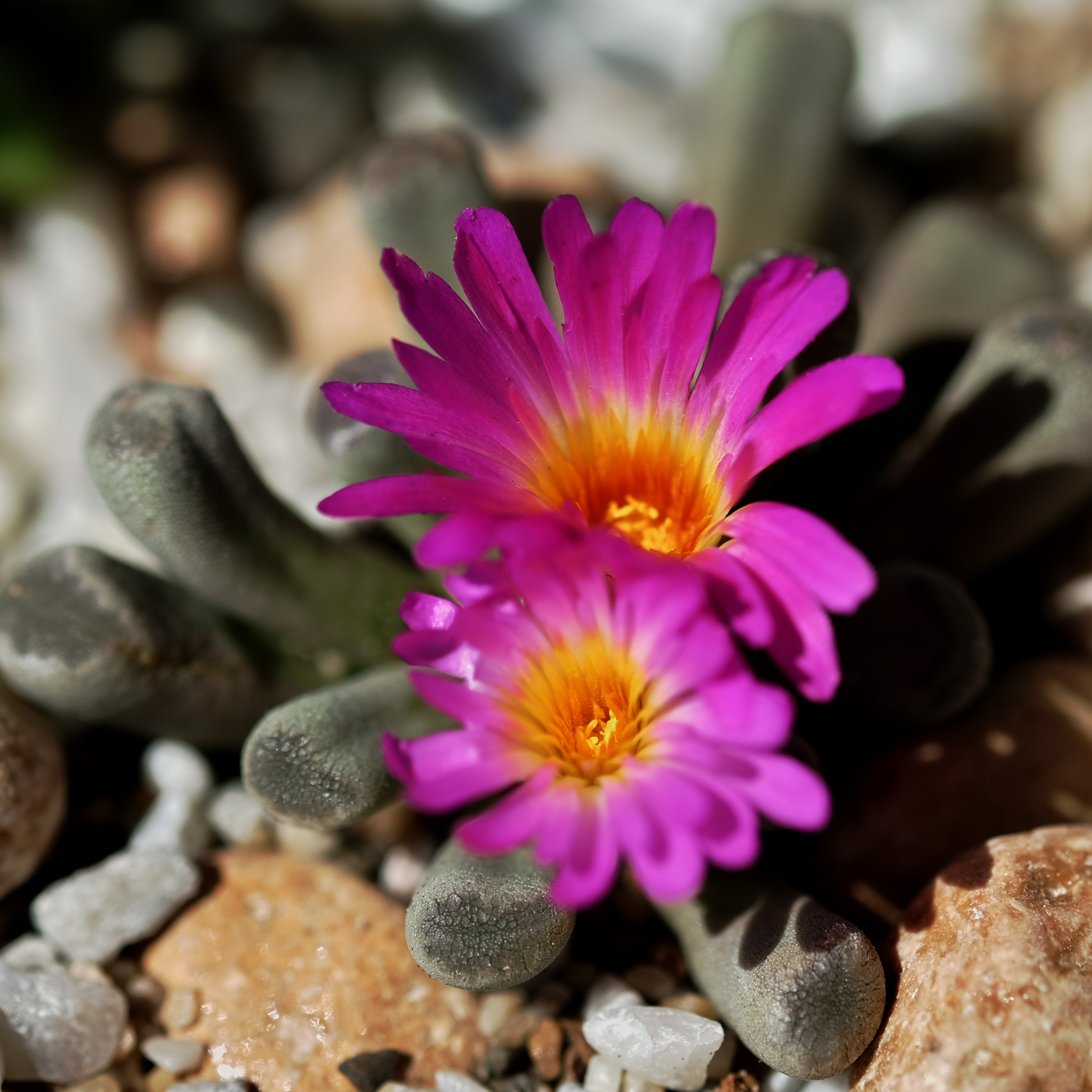 frithia-pulchra