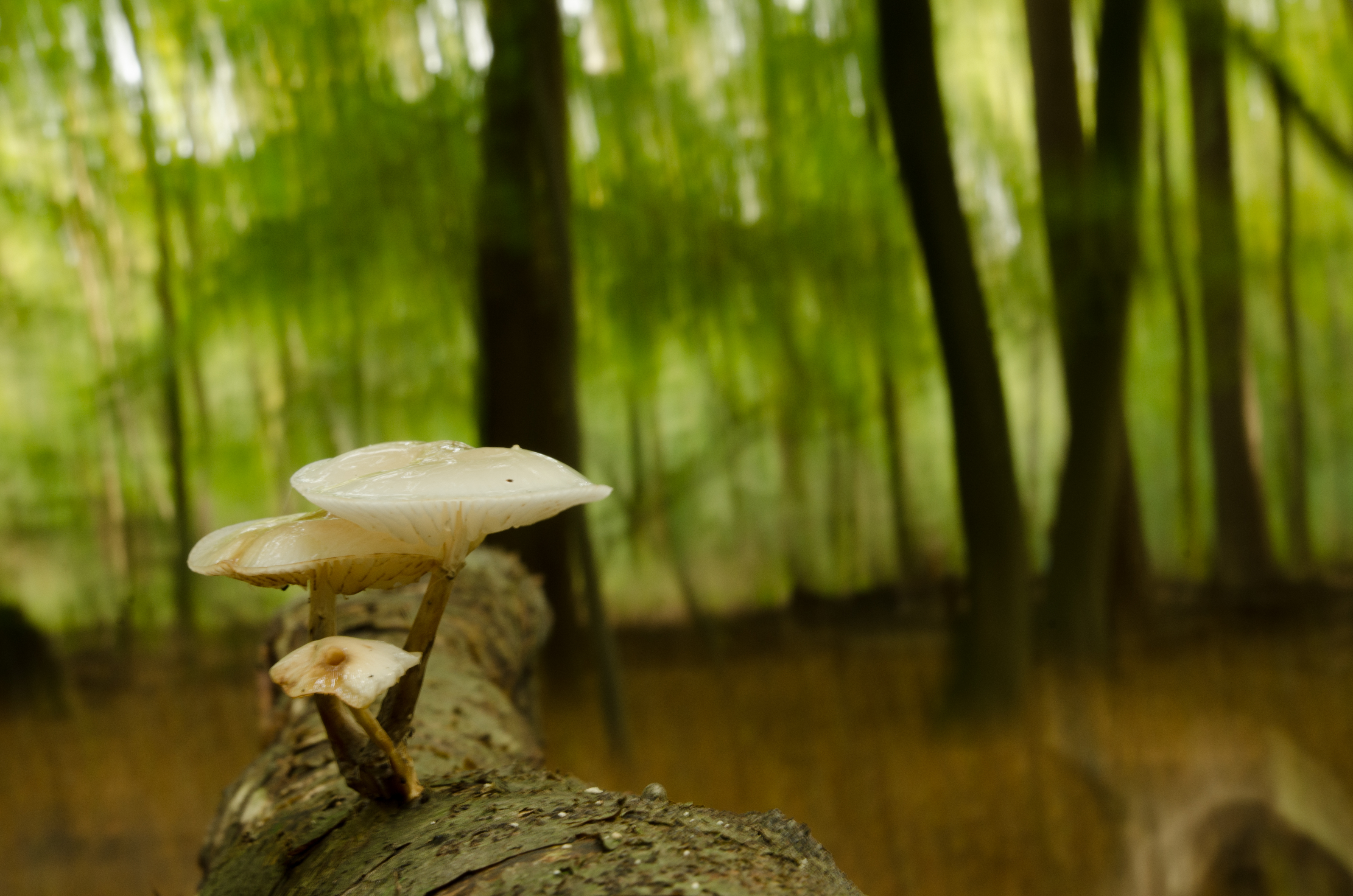 scherpe-paddenstoel-tegen-bewogen-achtergrond