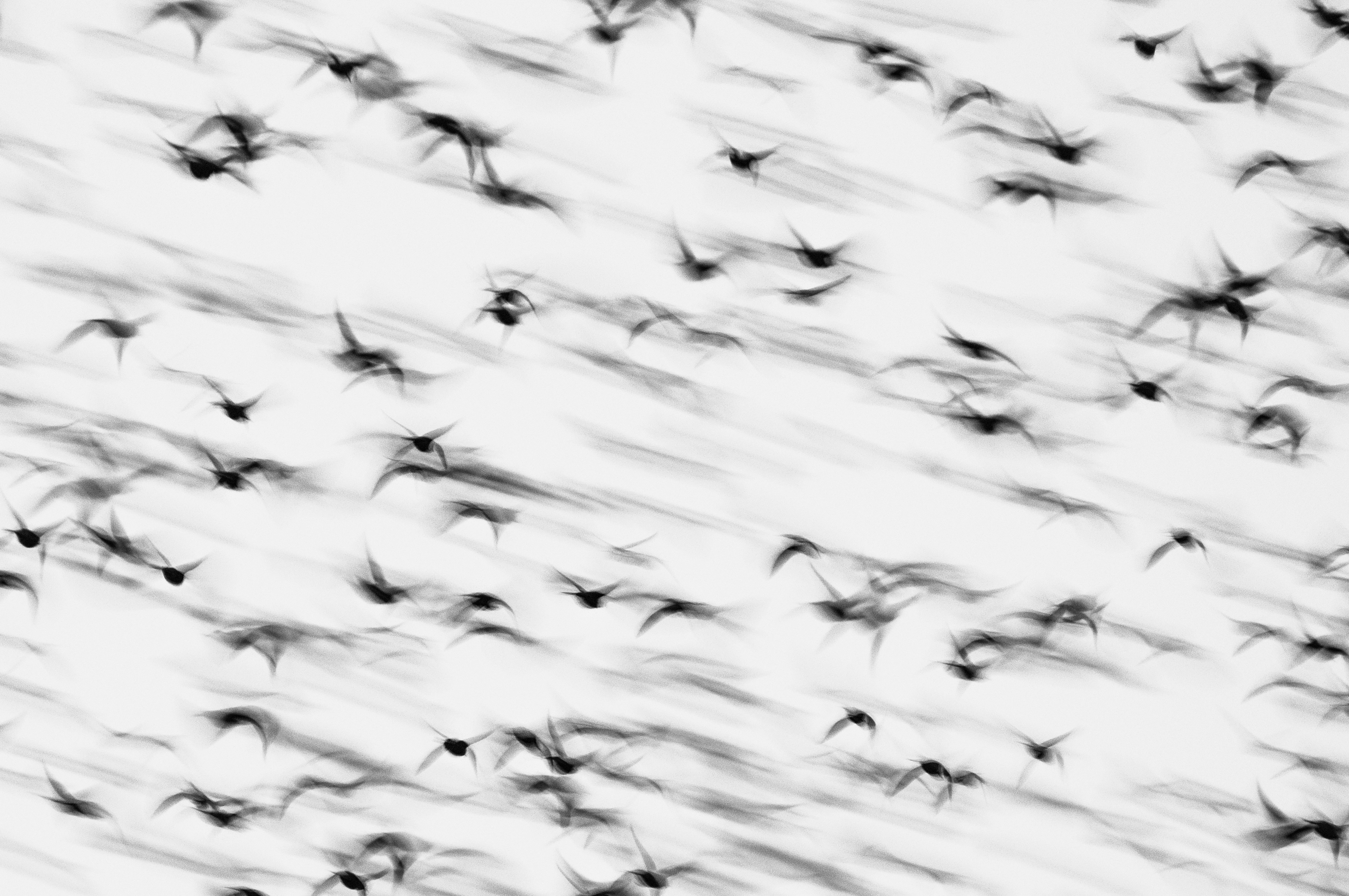 spreeuwenwolk-in-volle-vlucht