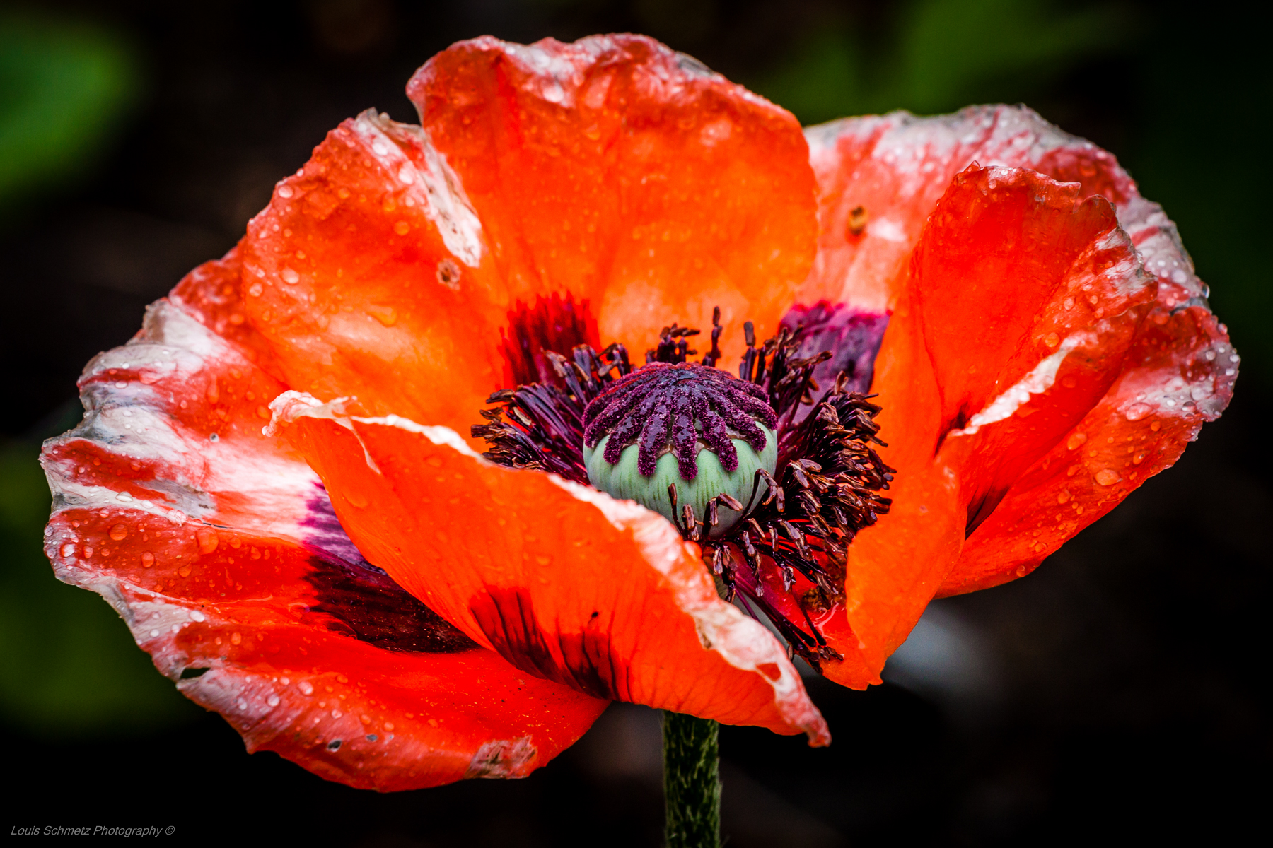 papaver-1