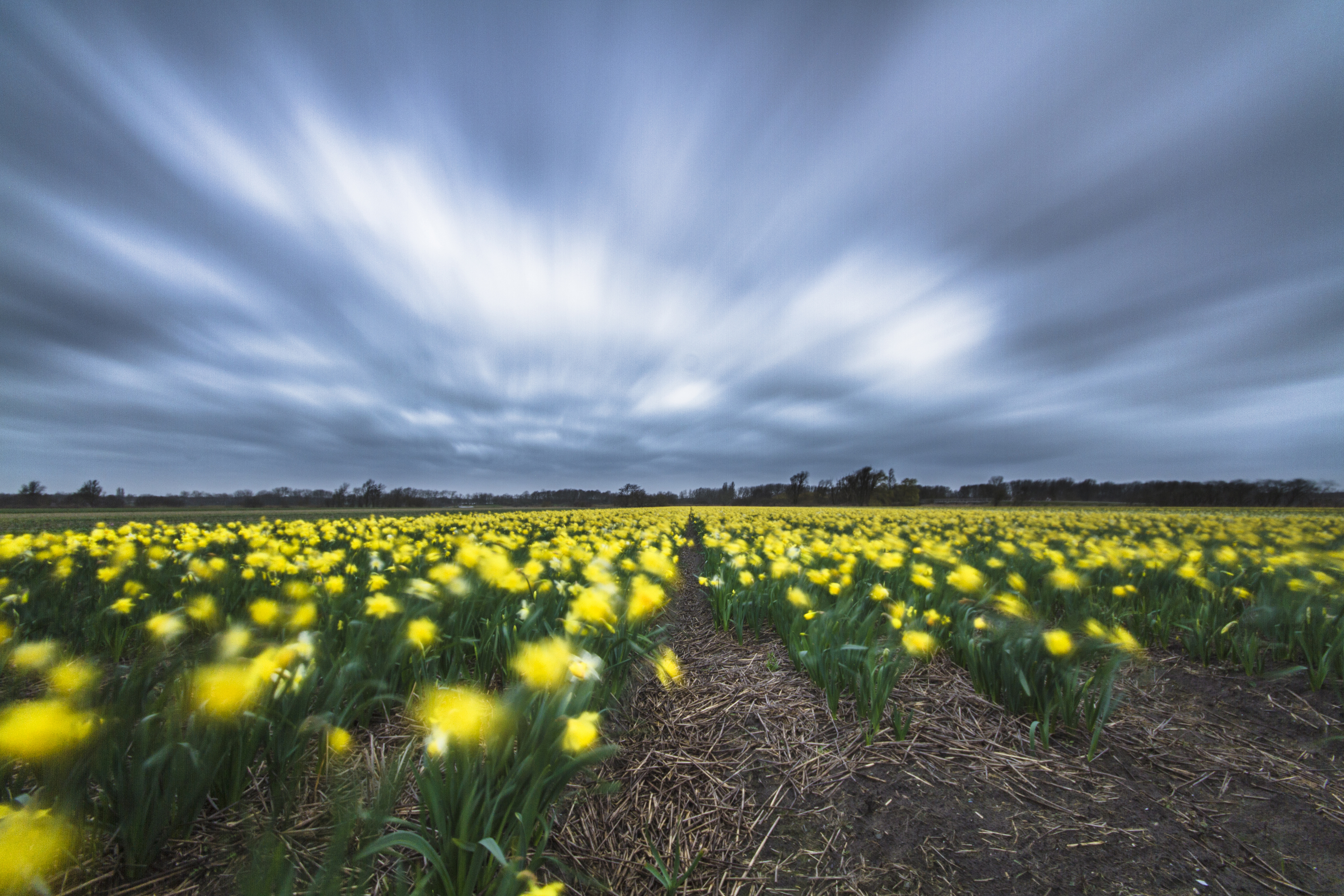 postcard-from-a-windy-flowerfield