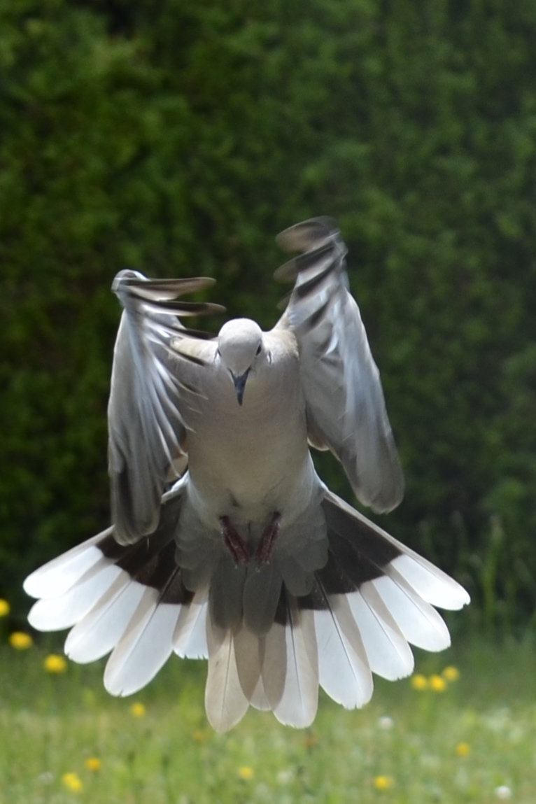 landing-van-tortelduif