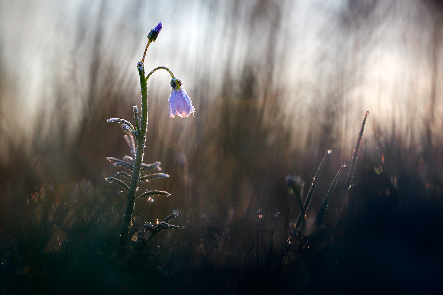 stemmige-pinksterbloem