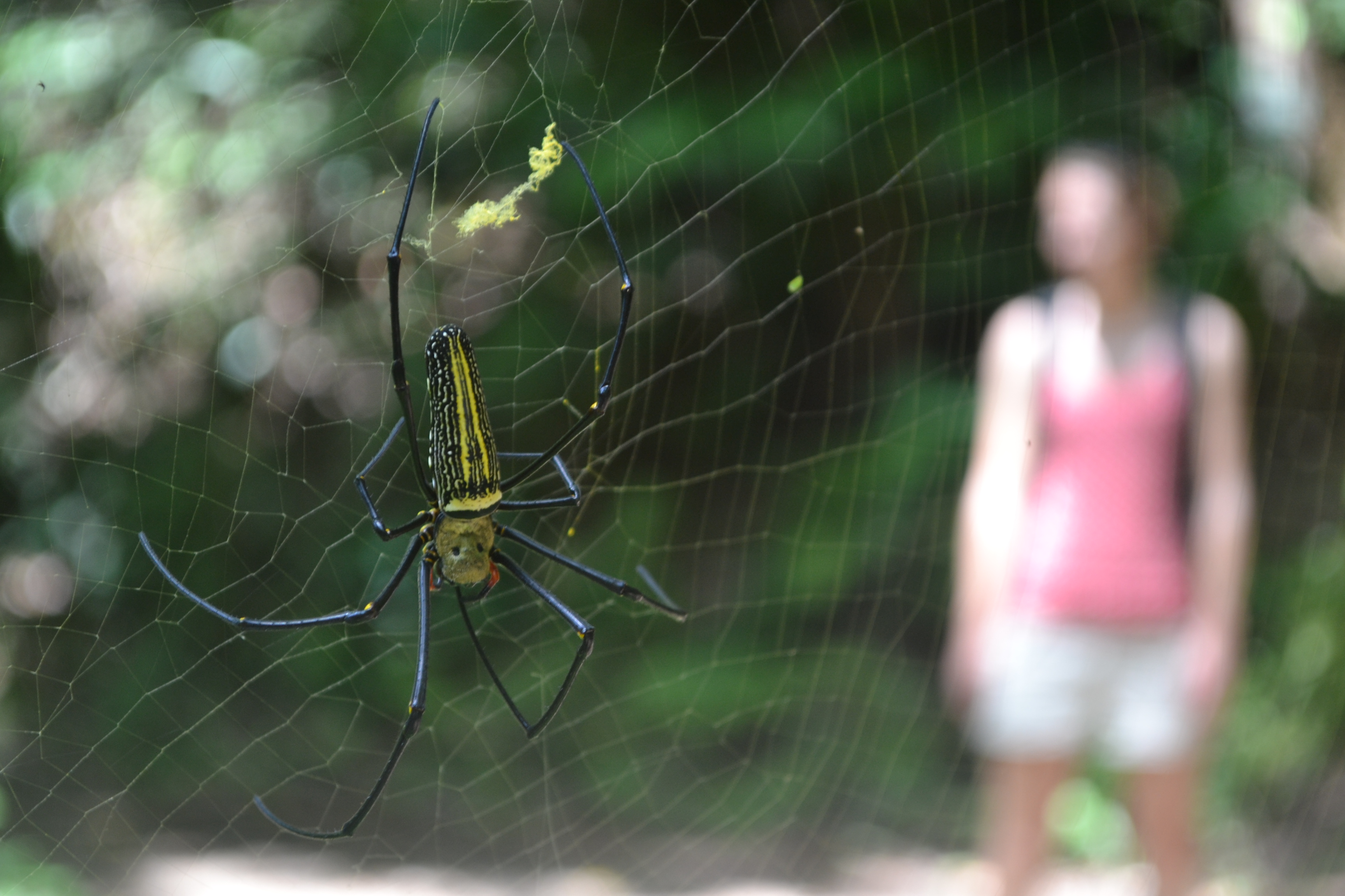spin-in-kep-cambodja