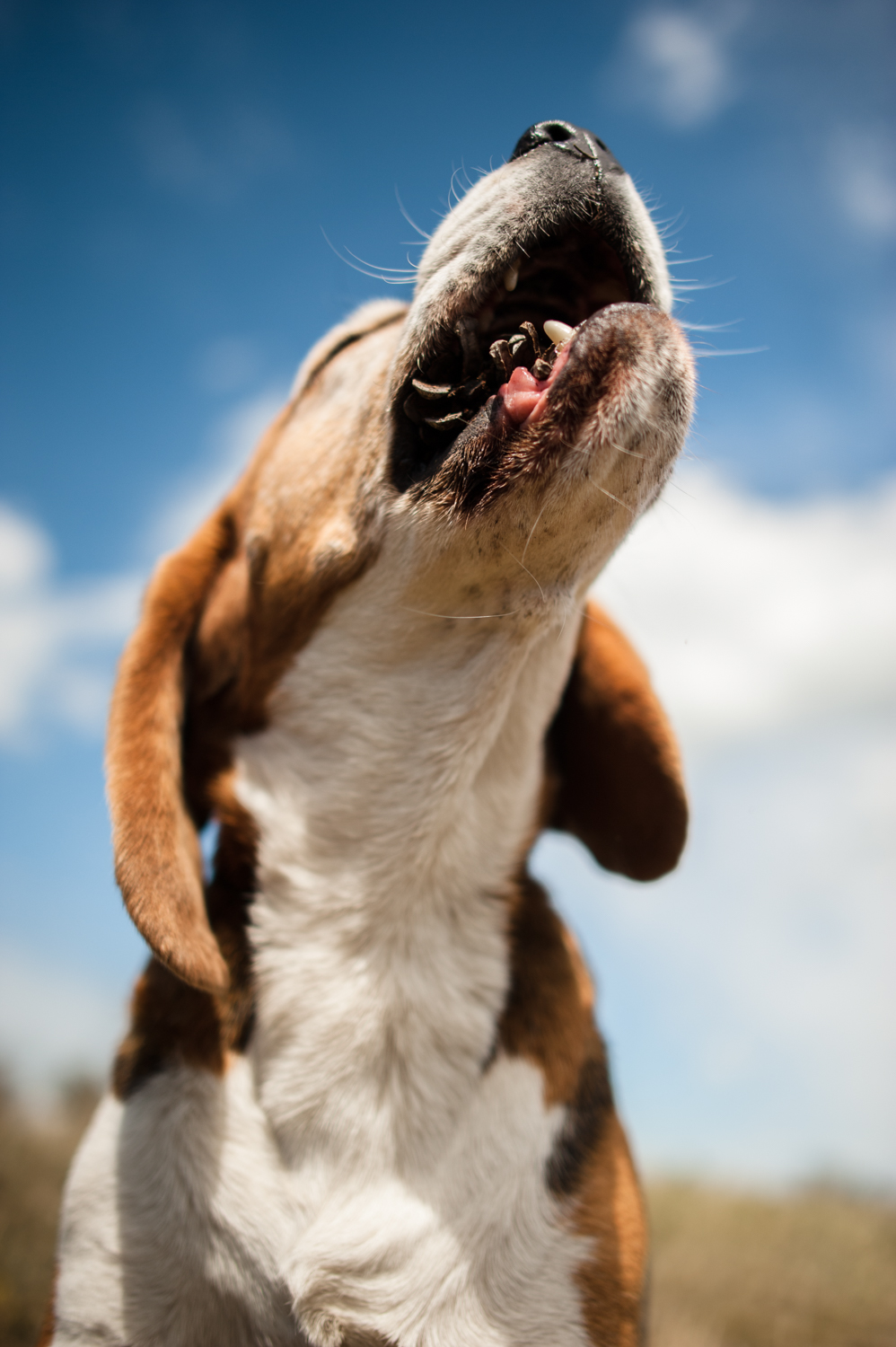 locomotive-sounds-of-crispy-indulgence