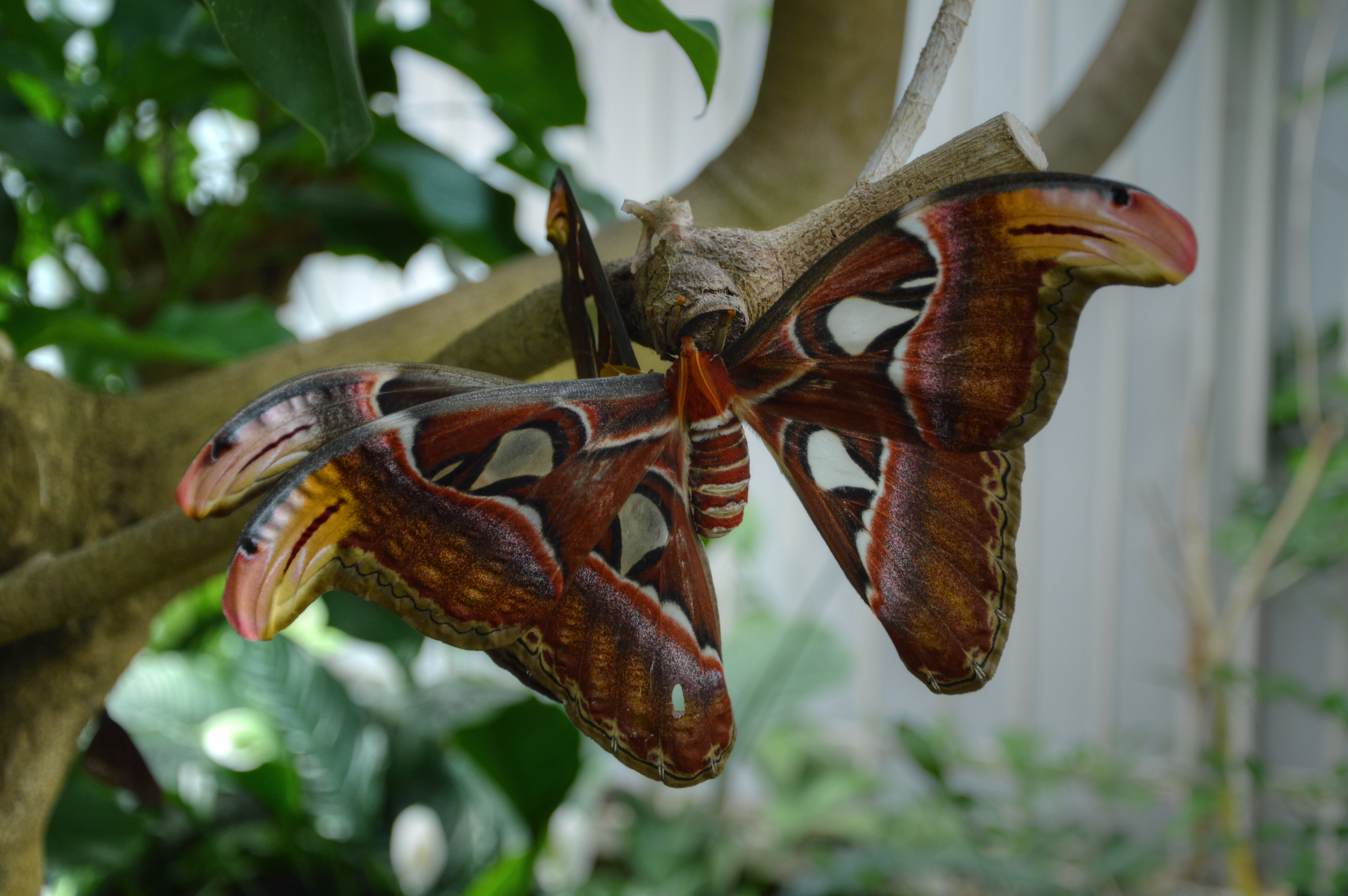 beeldschone-vlinders-stel